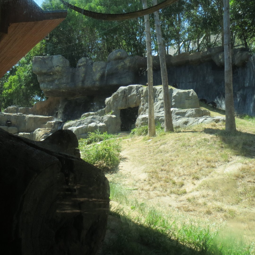Chimpanzee Exhibit