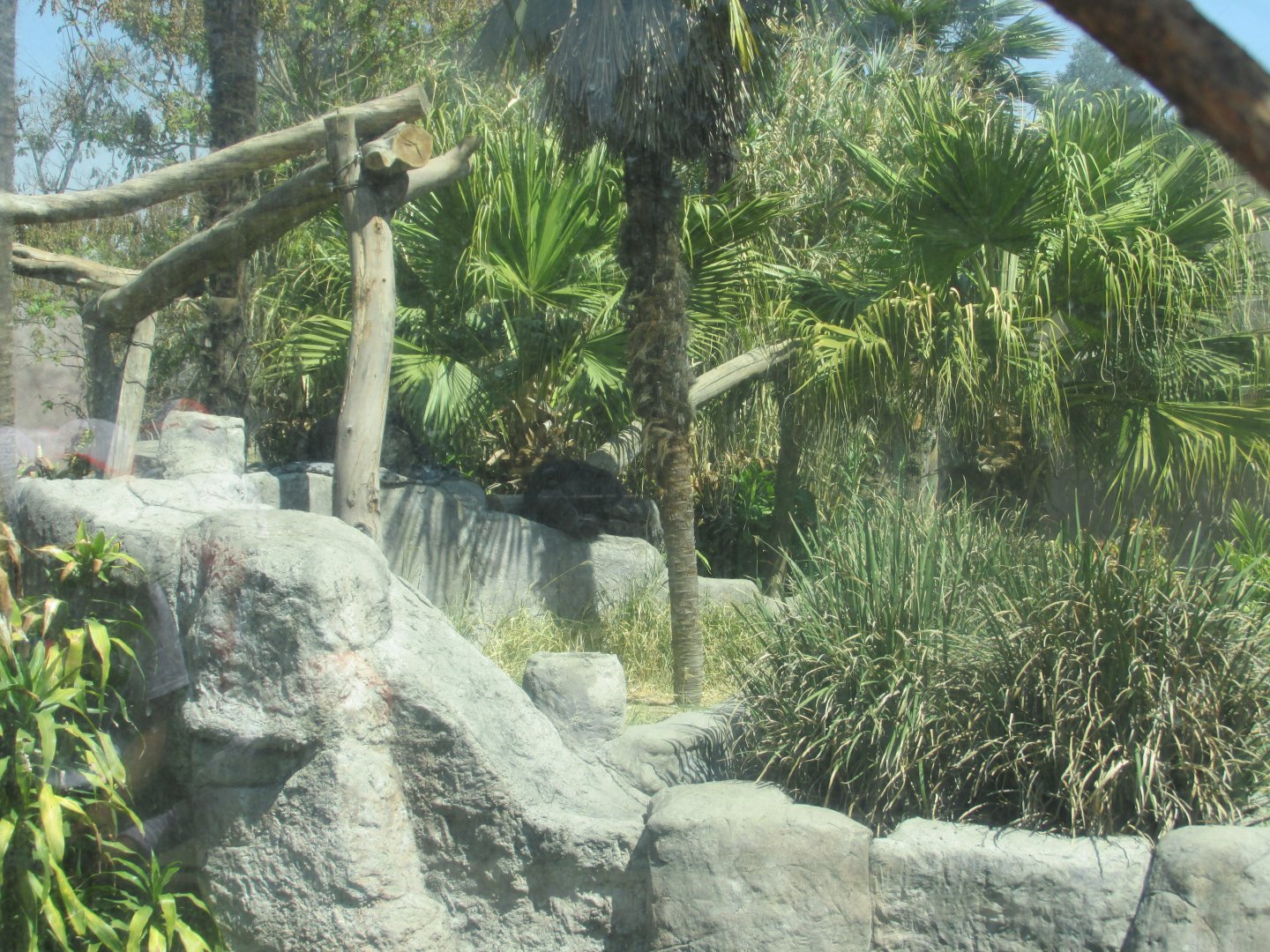 chimpanzee exhibit