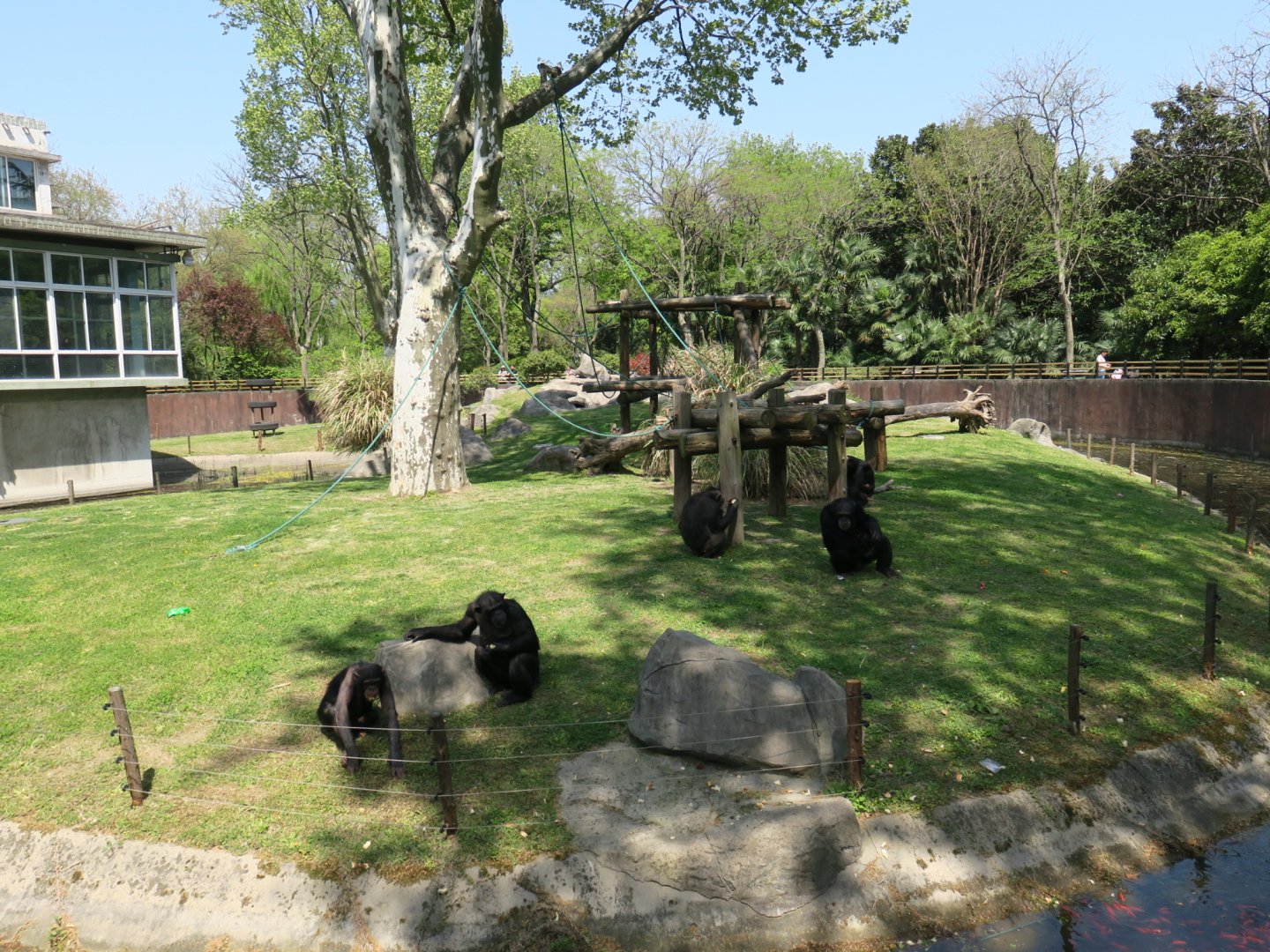chimpanzee exhibit