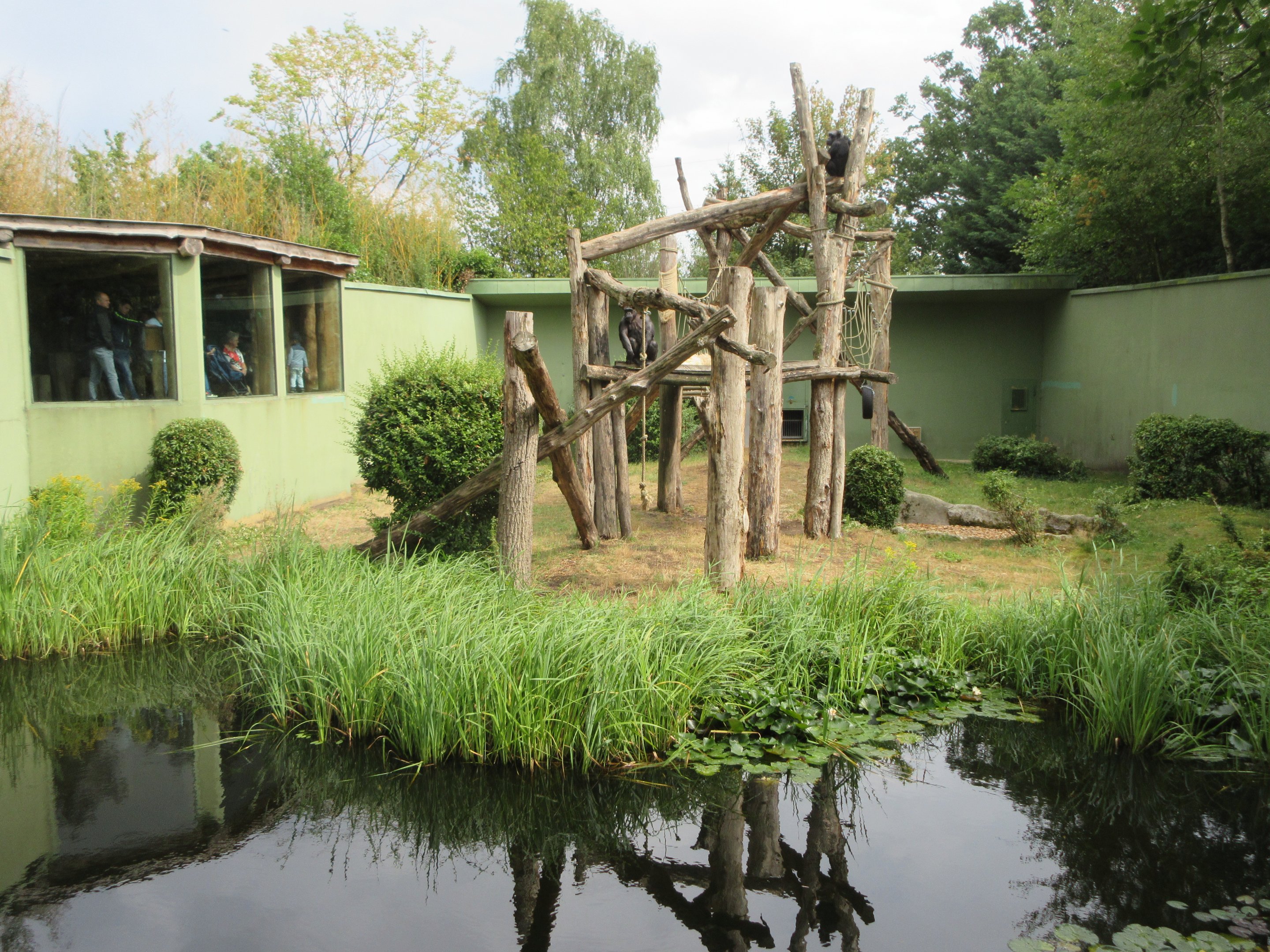 Chimpanzee Exhibit
