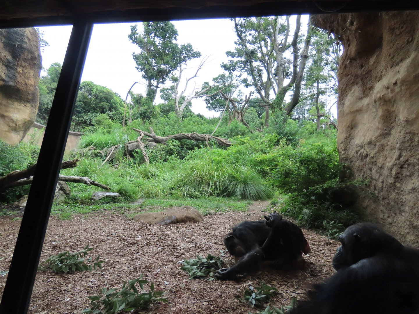 Chimpanzee exhibit