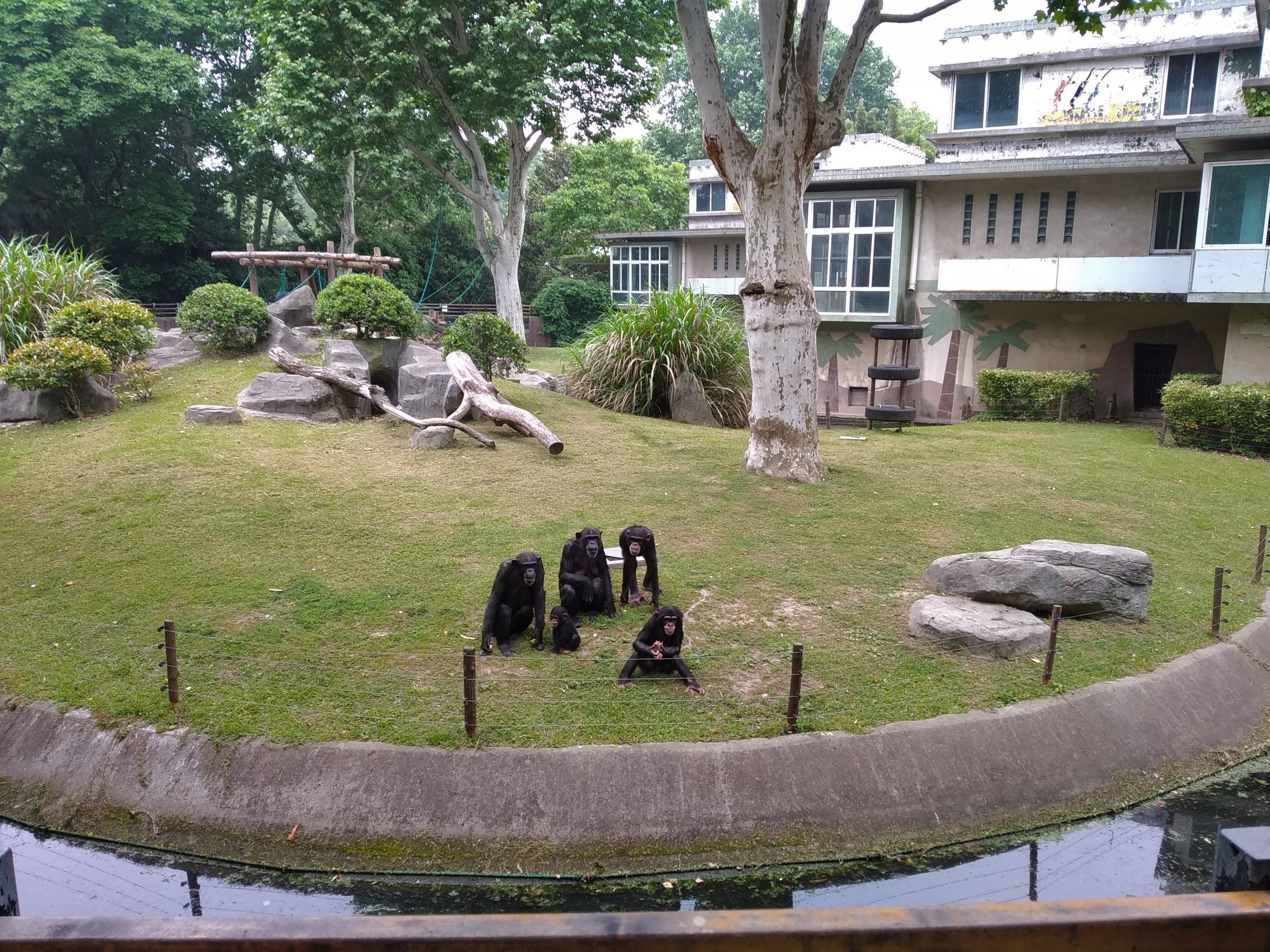 Chimpanzee Exhibit