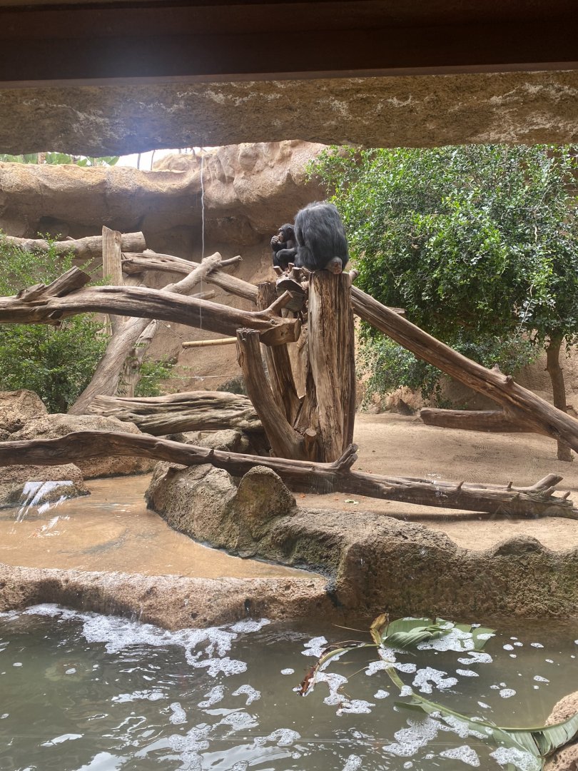Chimpanzee exhibit