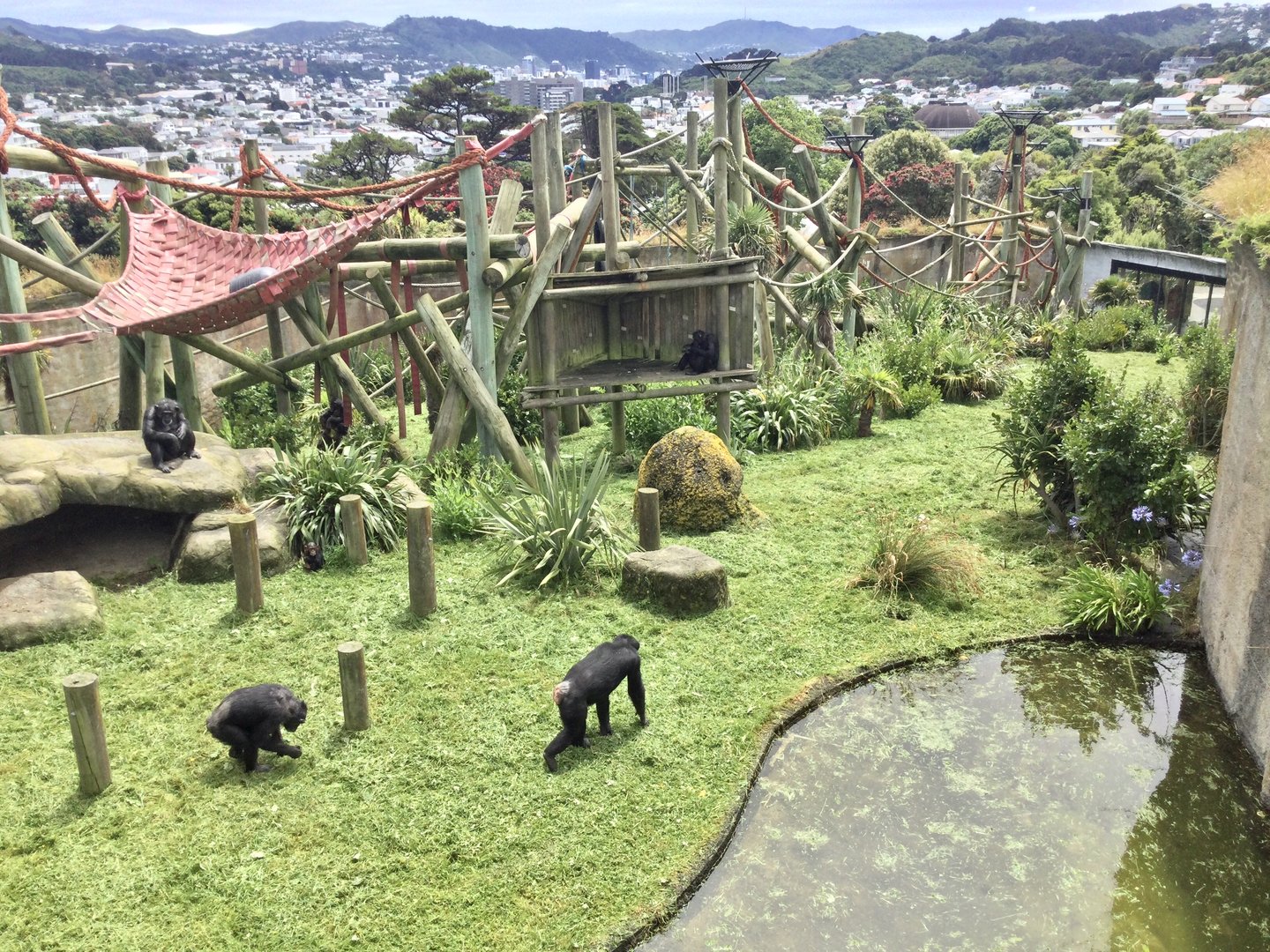 Chimpanzee Exhibit