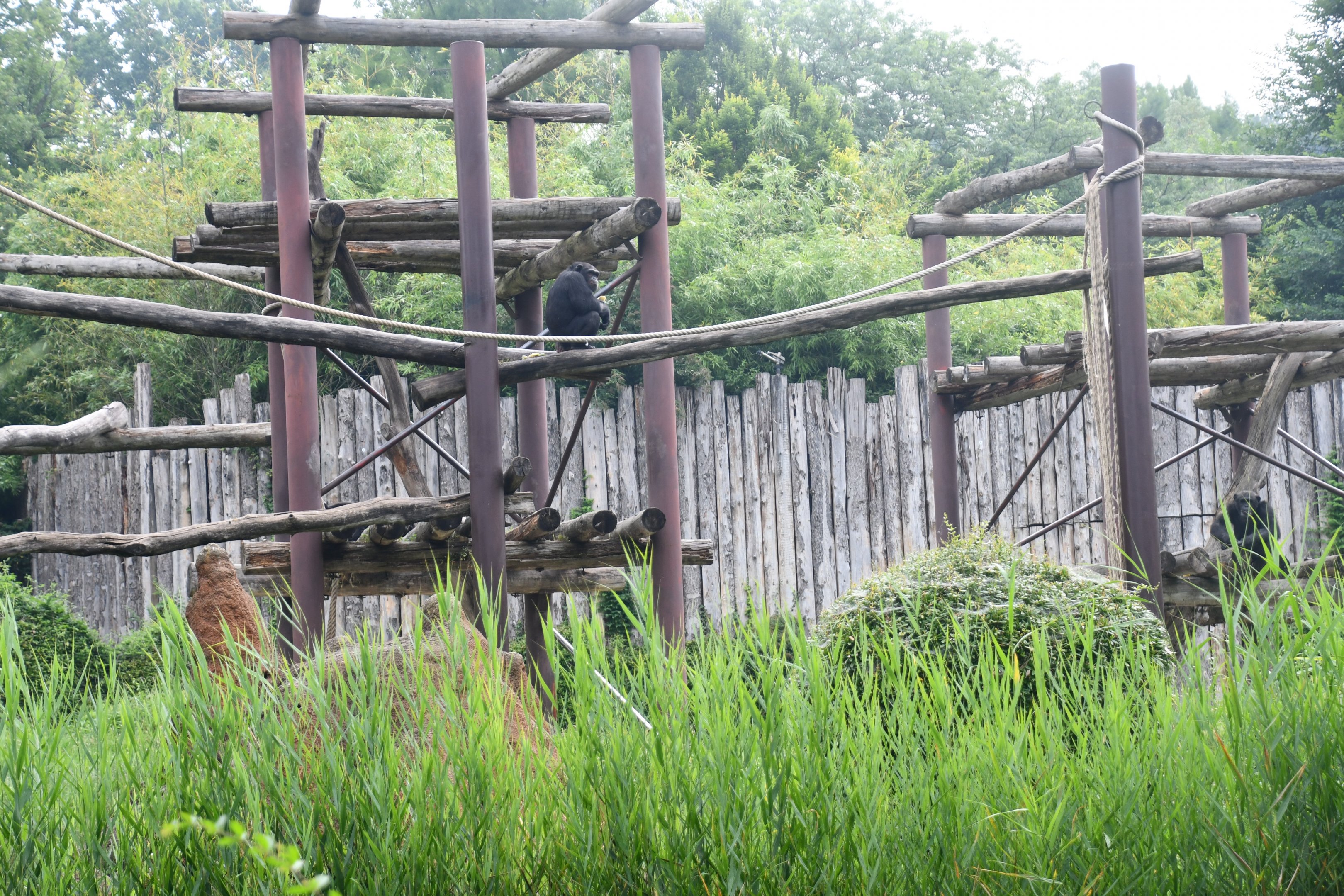 Chimpanzee exhibit