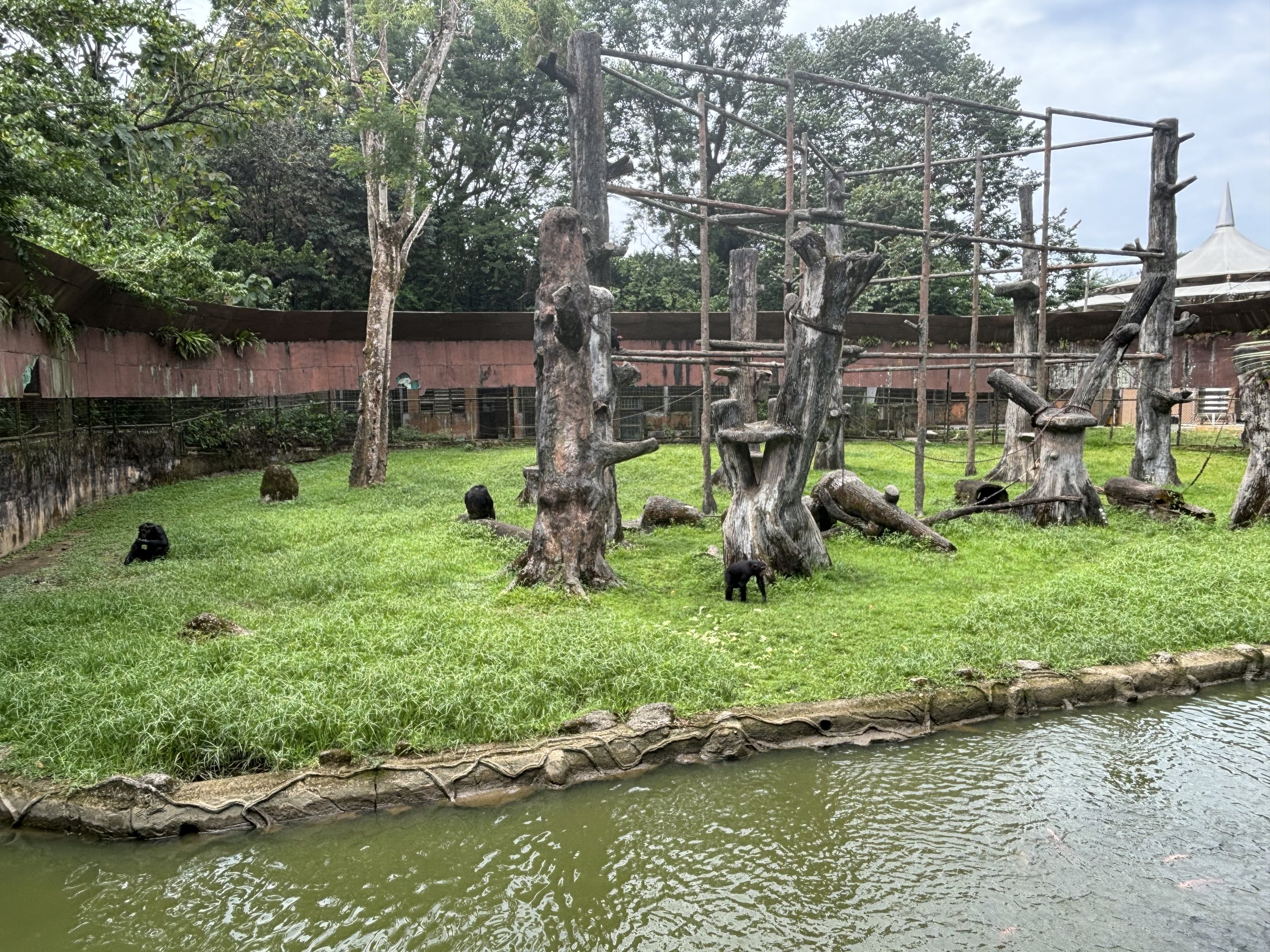 Chimpanzee Exhibit