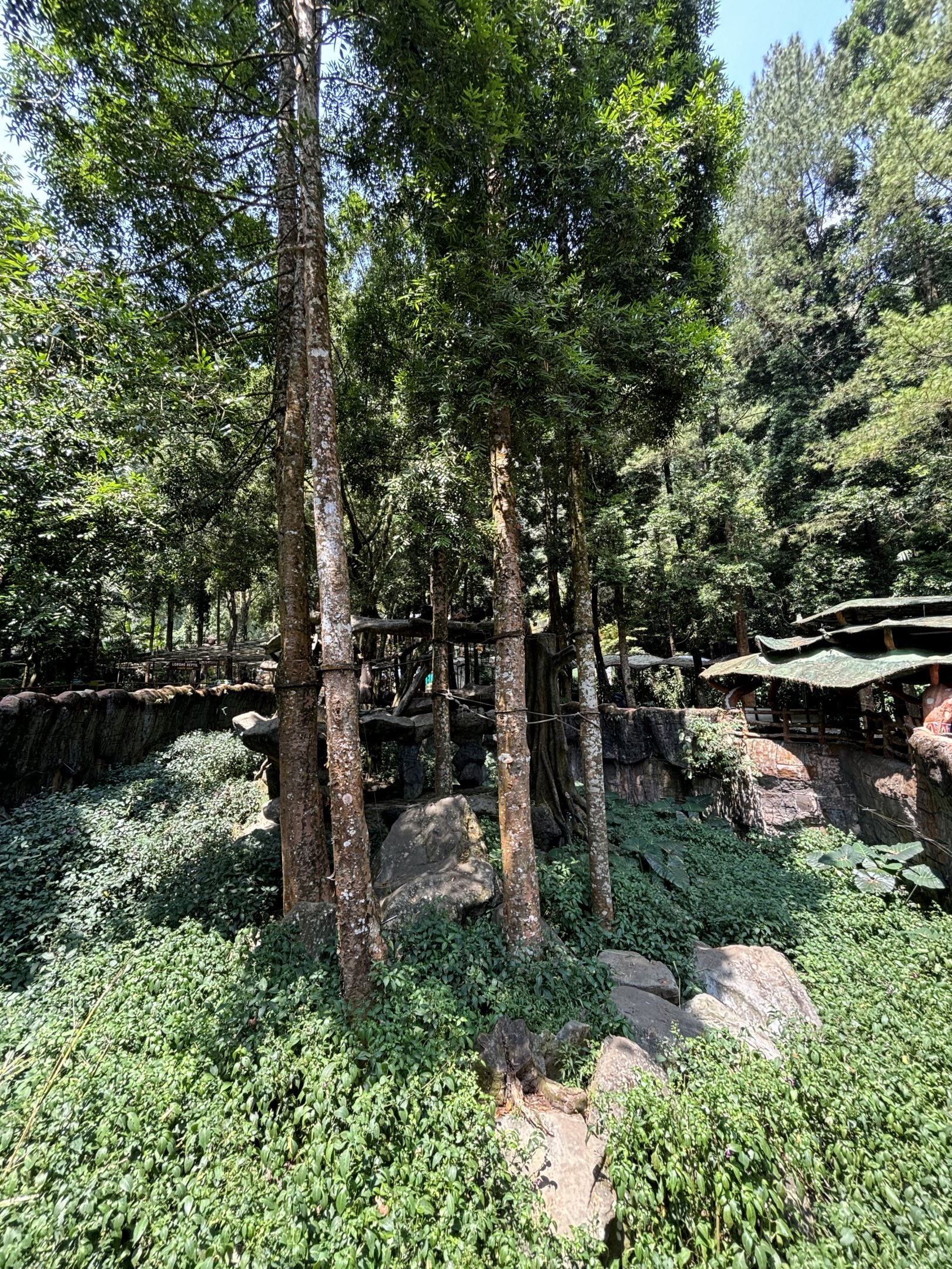 Chimpanzee Exhibit