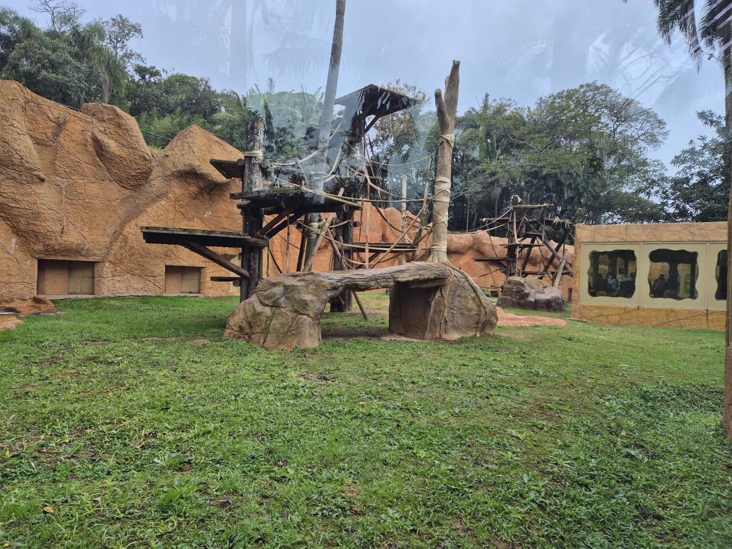 Chimpanzee exhibit