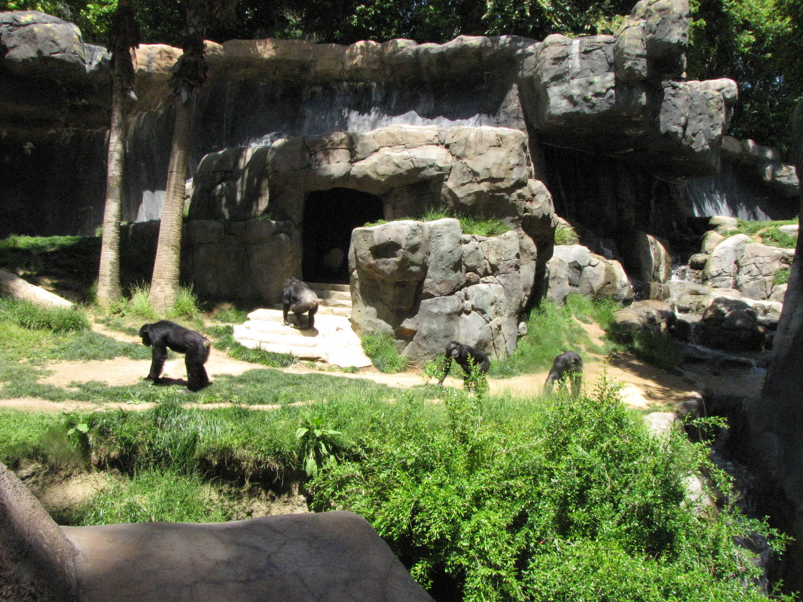 Chimpanzee Exhibit