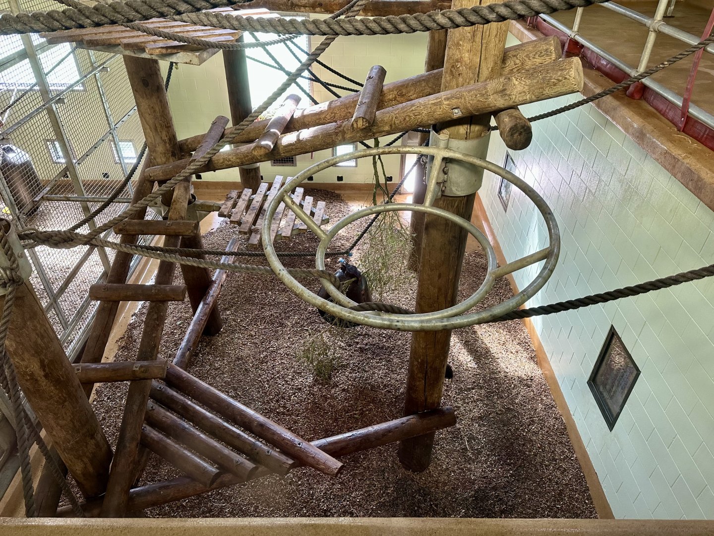 Chimpanzee Exploratorium (Mulched Floor)