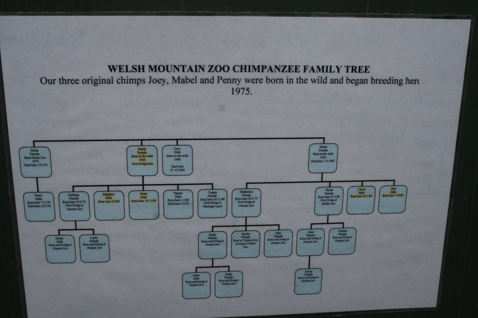 Chimpanzee family tree