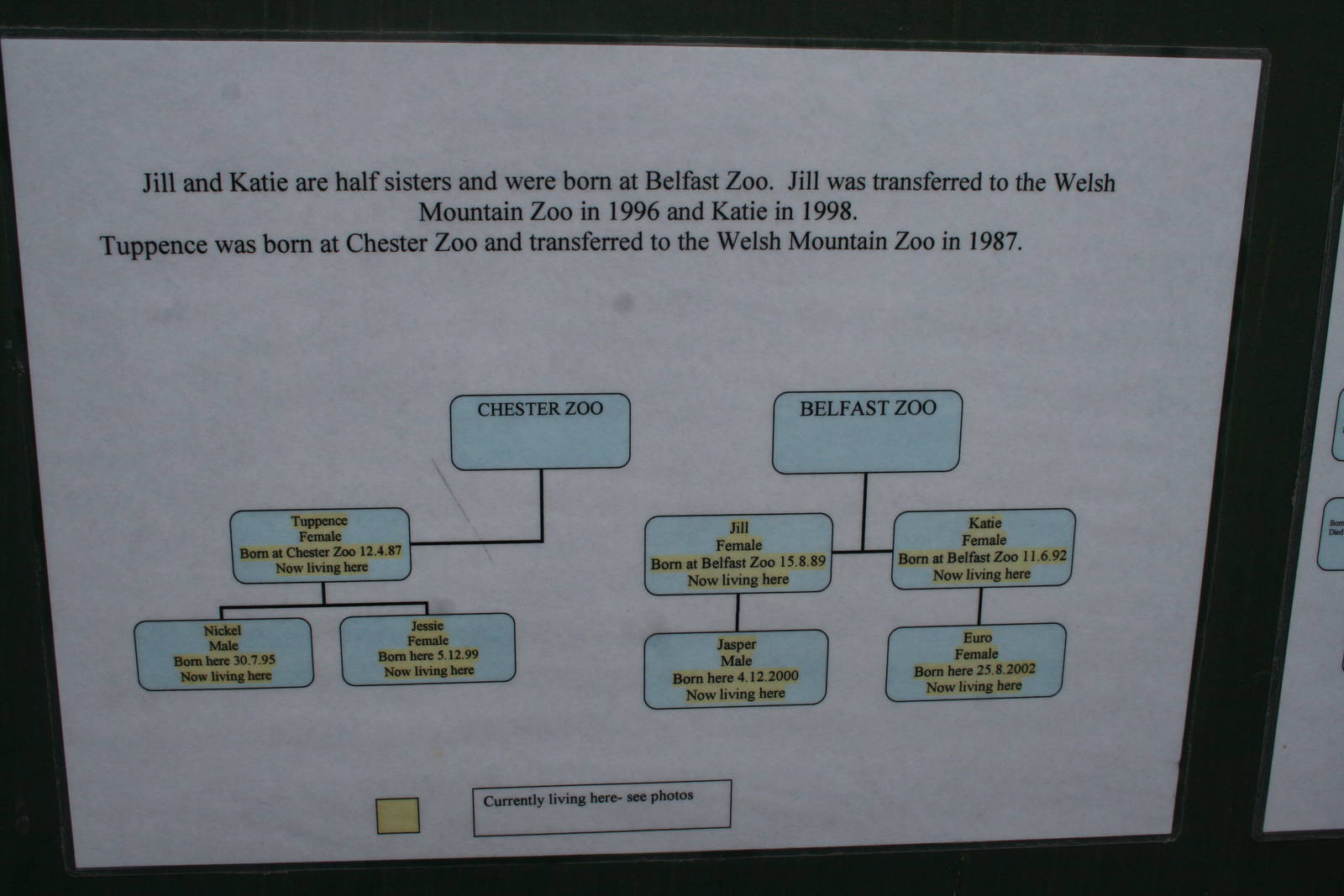 Chimpanzee family tree