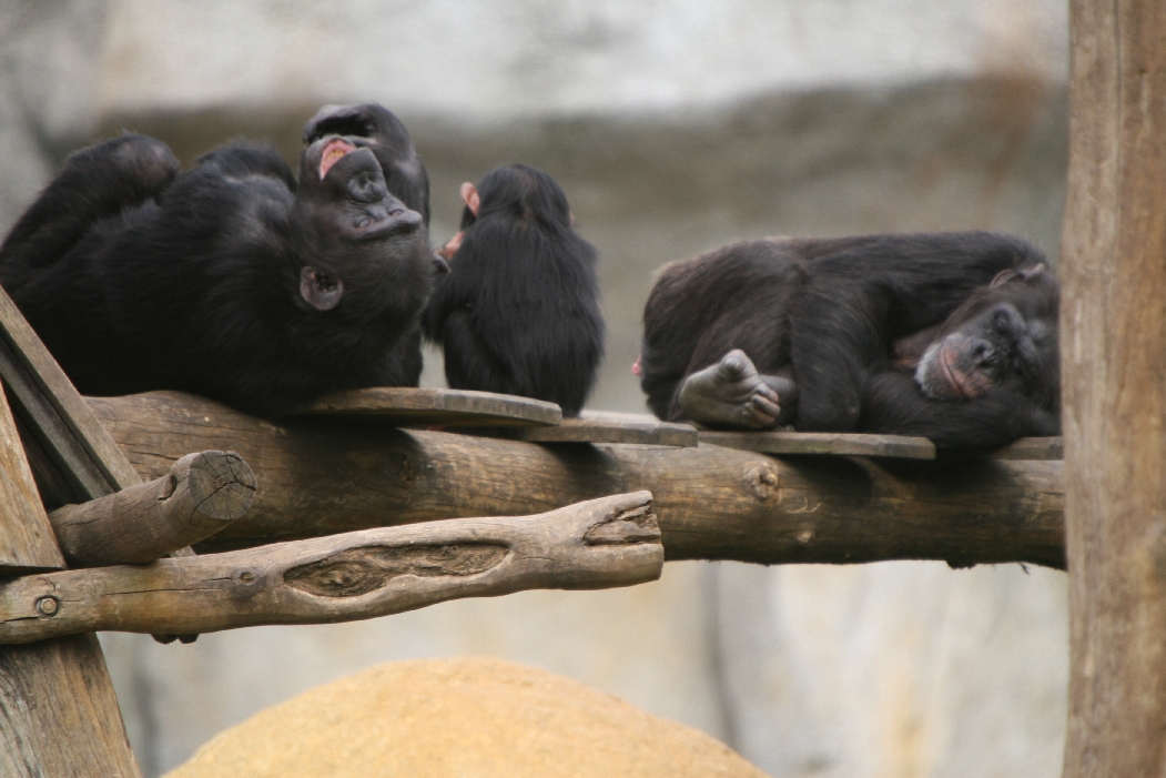 Chimpanzee Family