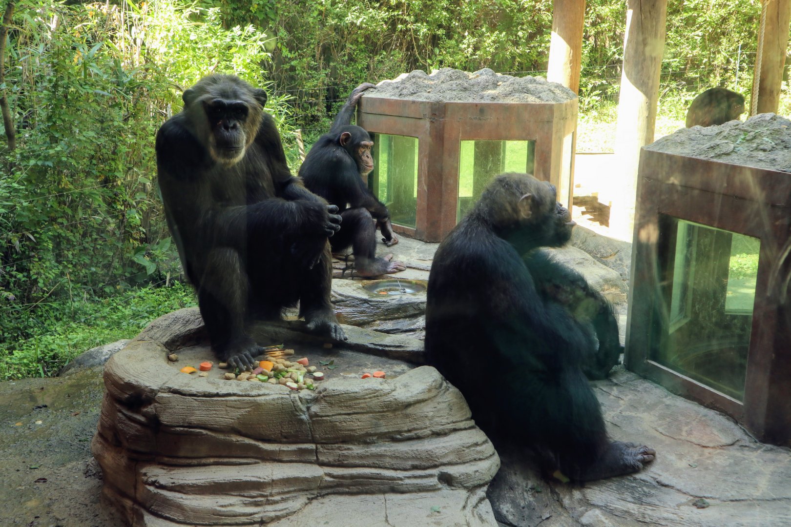Chimpanzee family