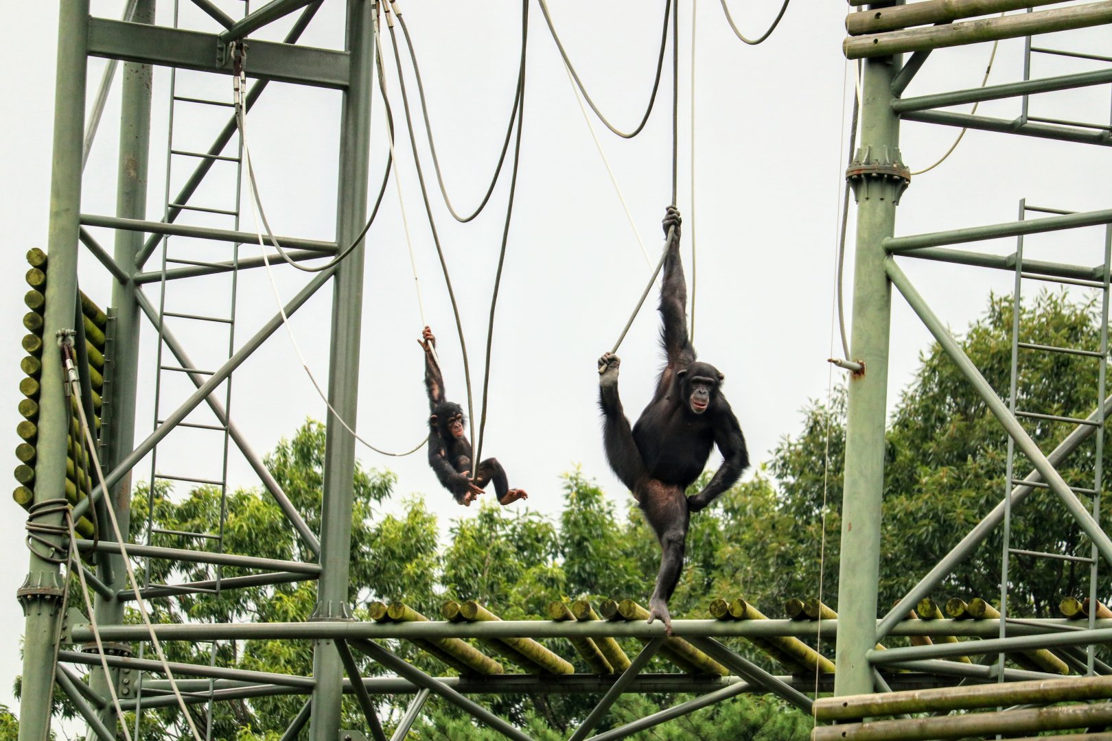 Chimpanzee Family
