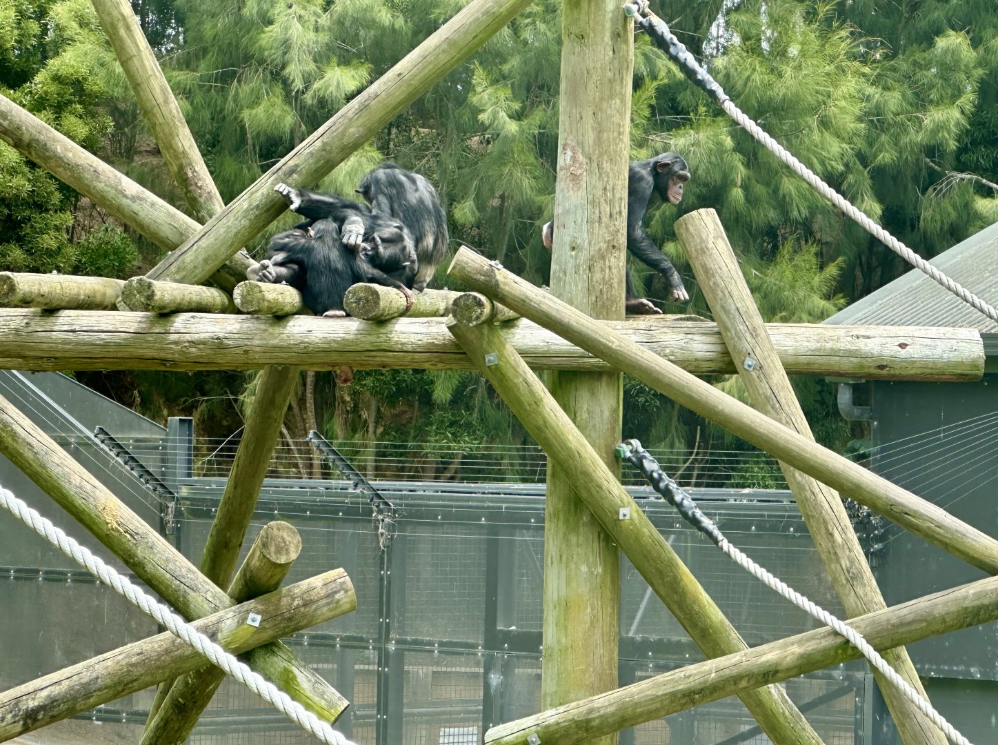 Chimpanzee Family