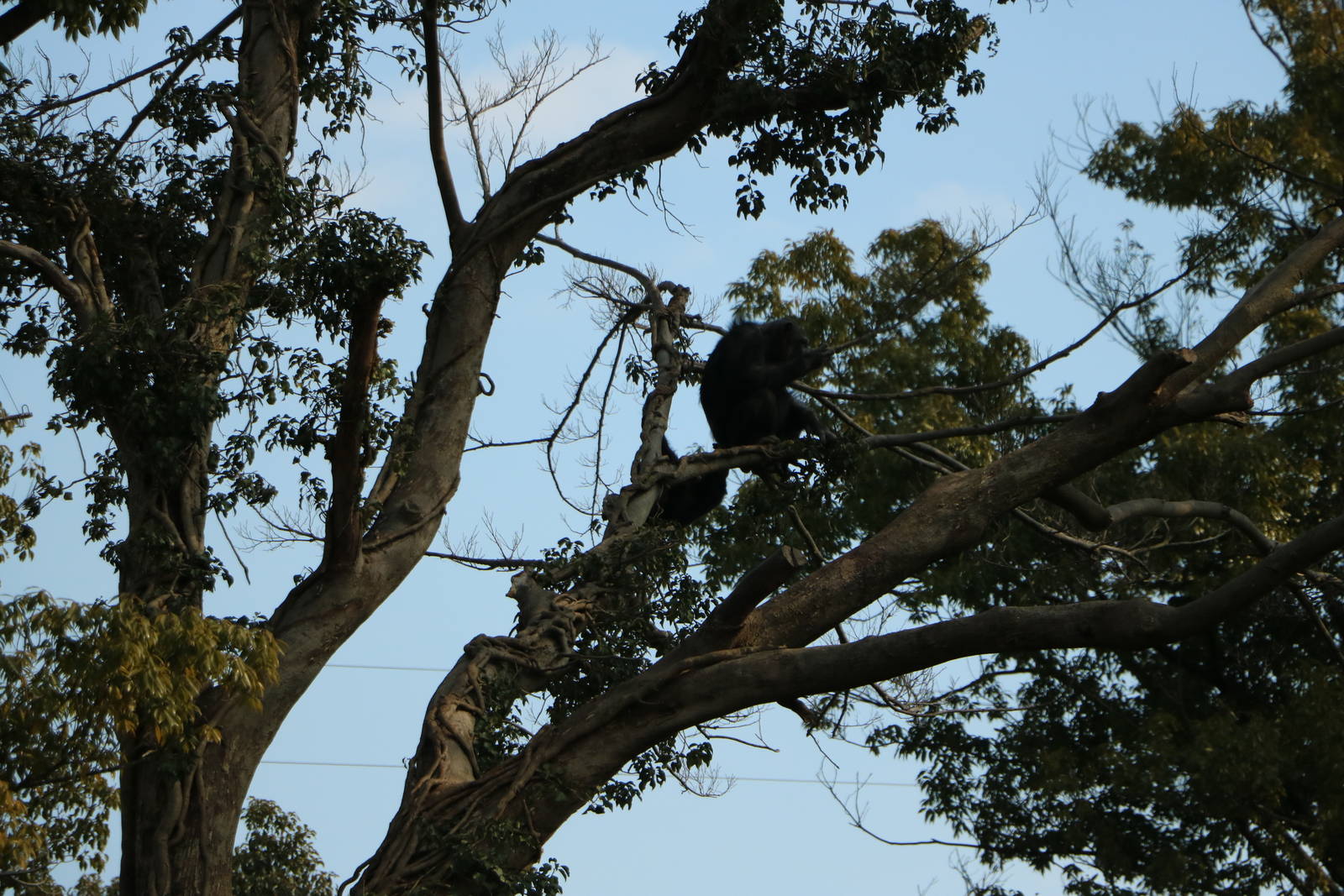 Chimpanzee, February 2016