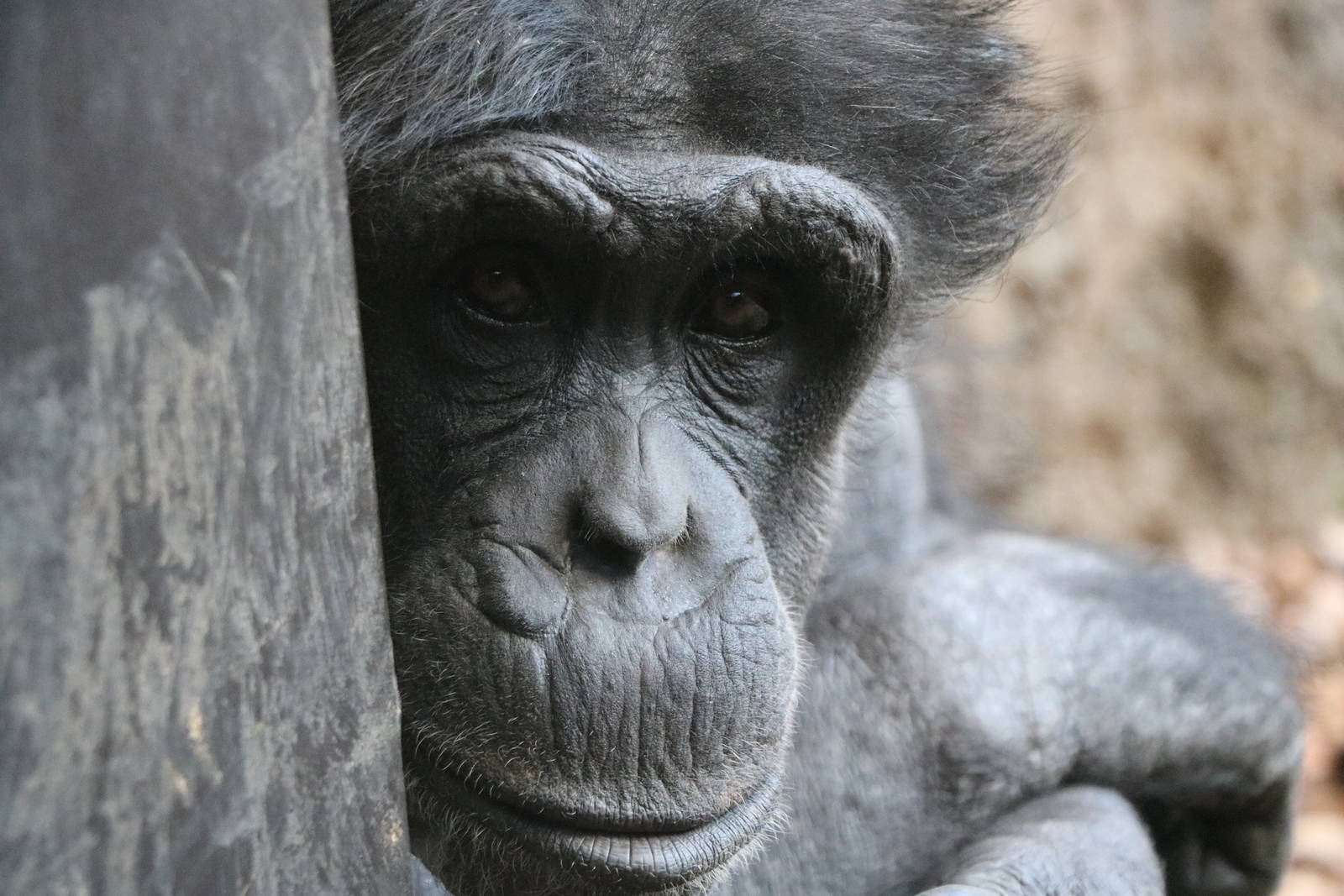 Chimpanzee, February 2016