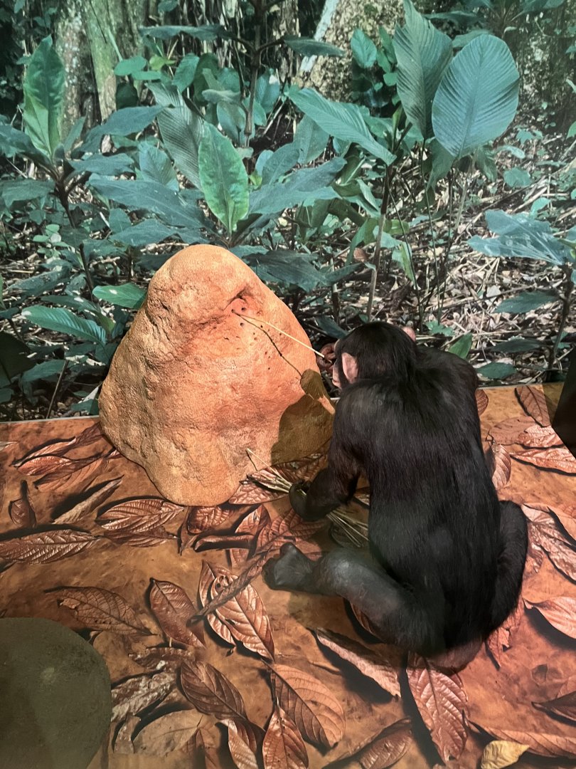 Chimpanzee feeding diorama 1.8.25