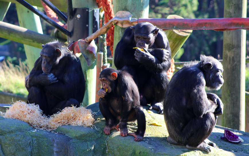 Chimpanzee Feeding