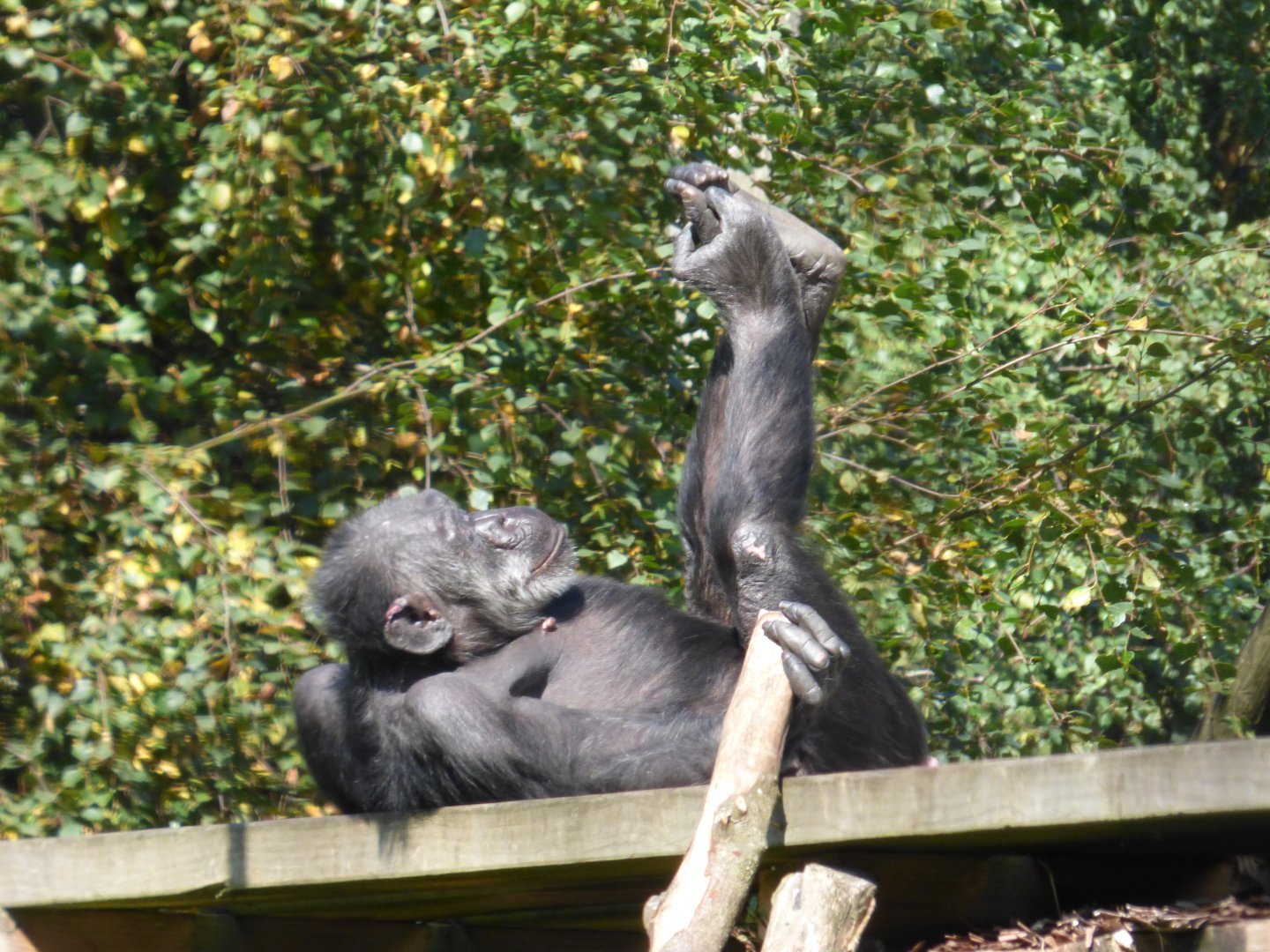 Chimpanzee female 'Jill'