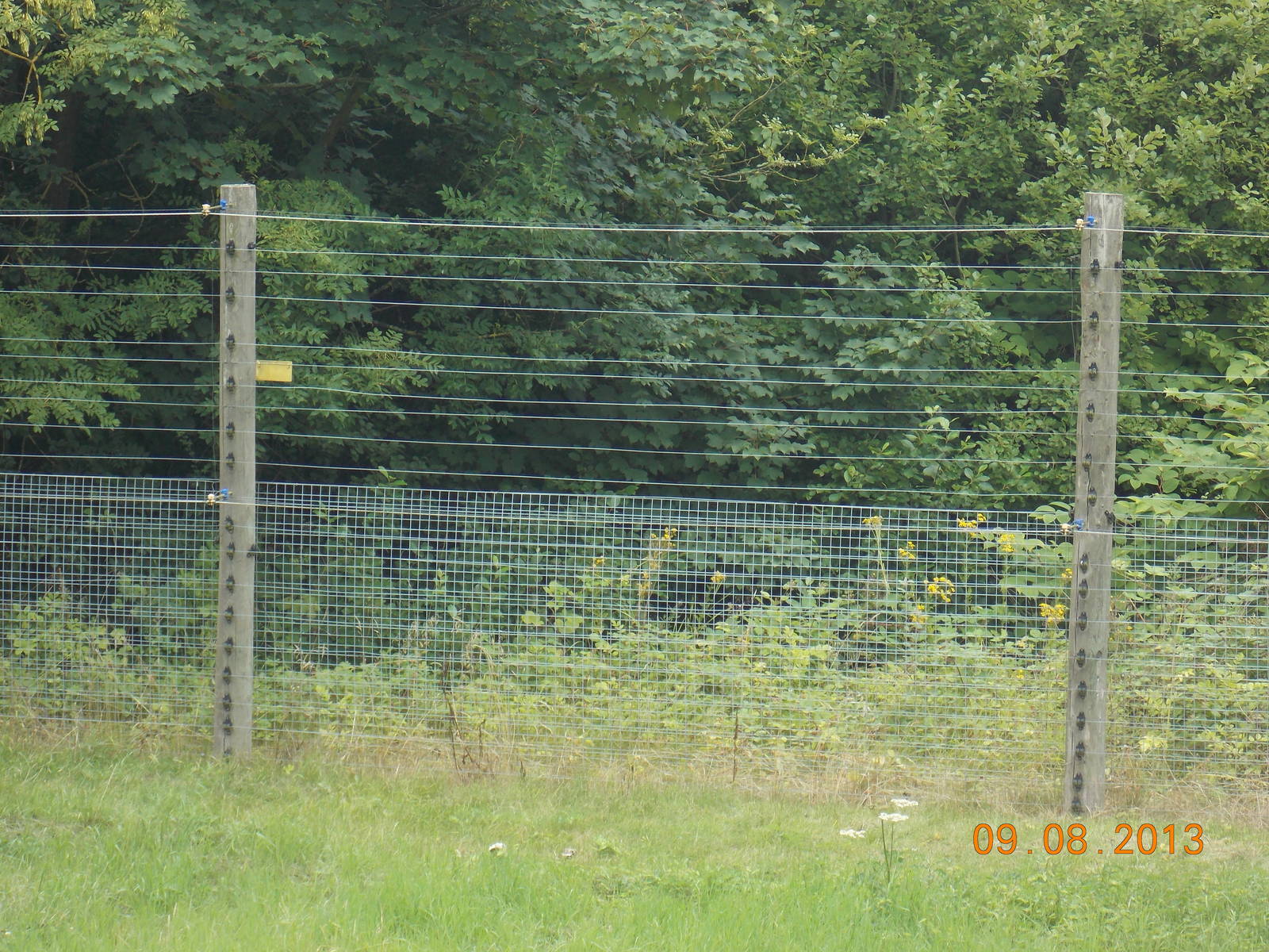 Chimpanzee fencing