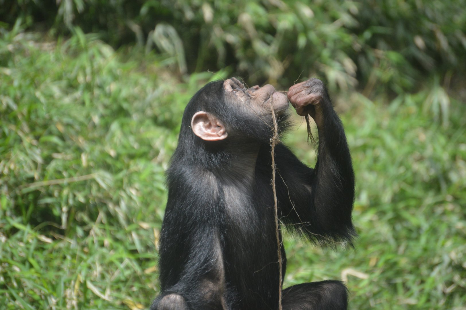 Chimpanzee Forest - Chimpanzee (Pan troglodytes)