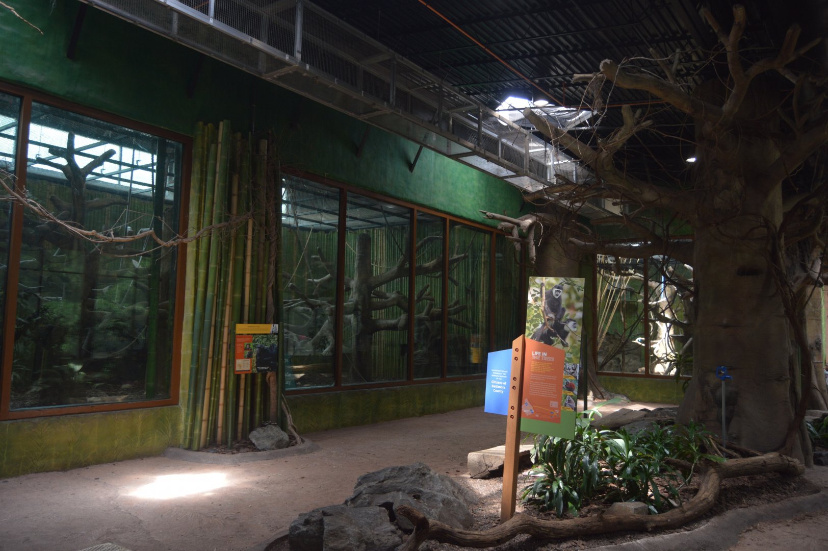 Chimpanzee Forest - Indoor Primate Habitats