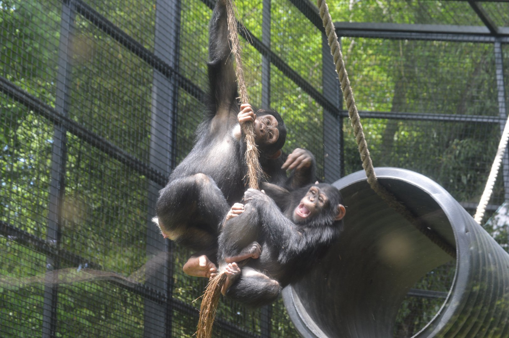 Chimpanzee Forest - Two Chimpanzees playing on a rope