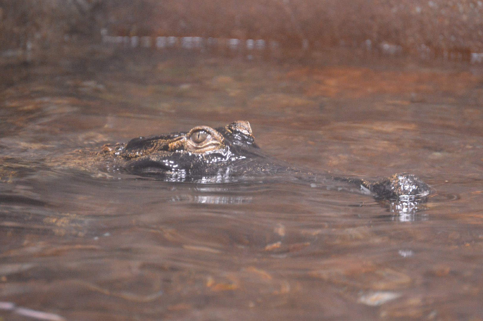Chimpanzee Forest - West African slender-snouted crocodile (Mecistops cataphractus)