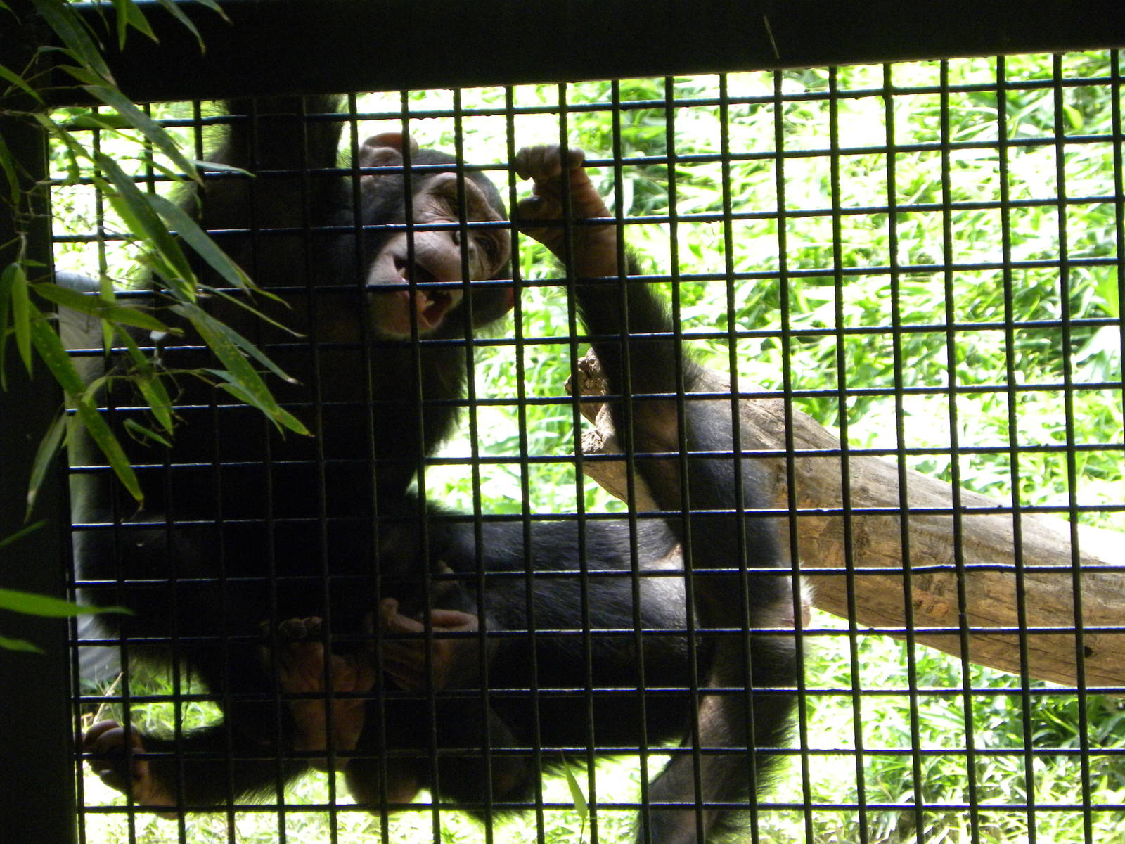 Chimpanzee Forest