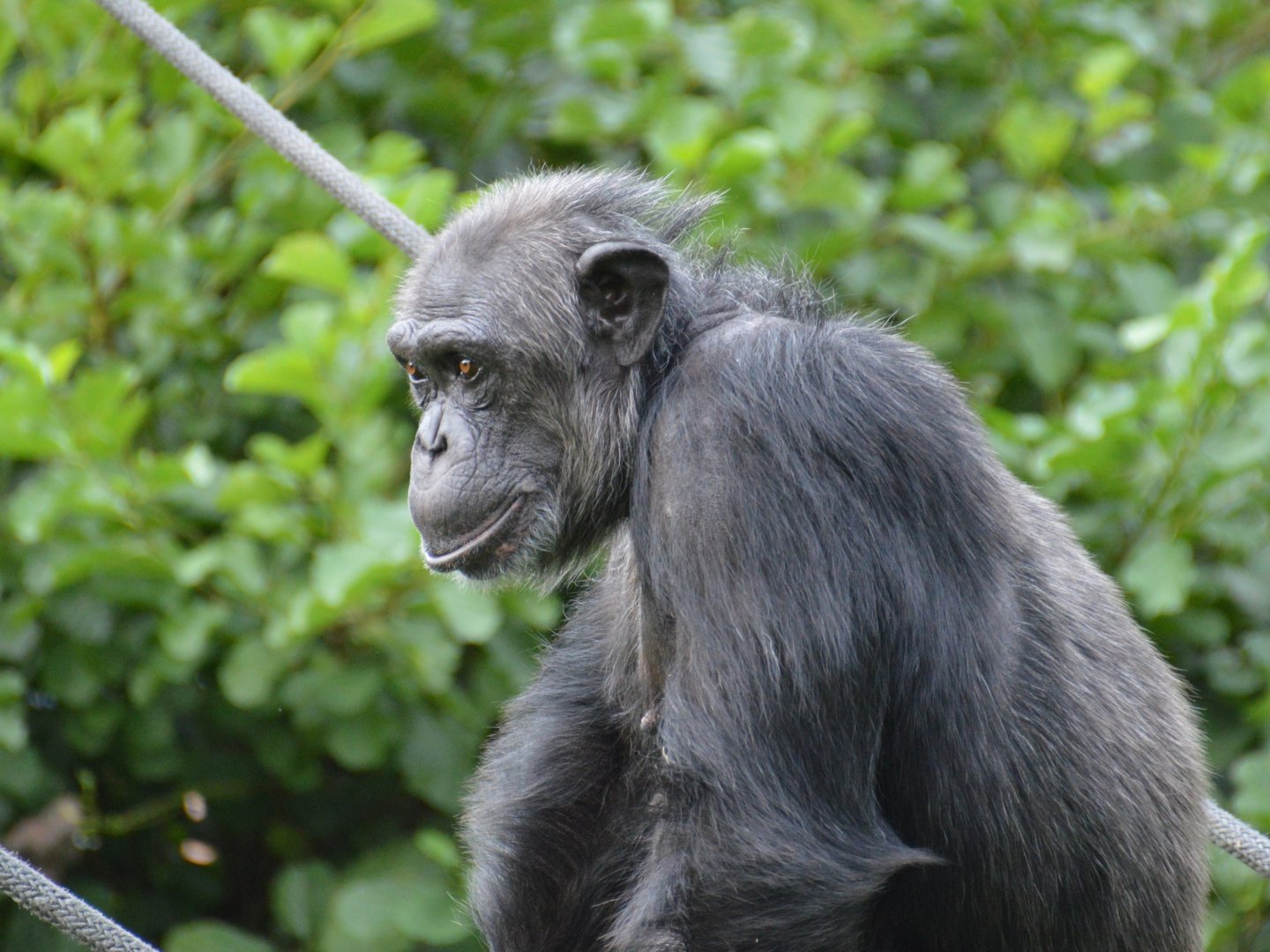 Chimpanzee Franka
