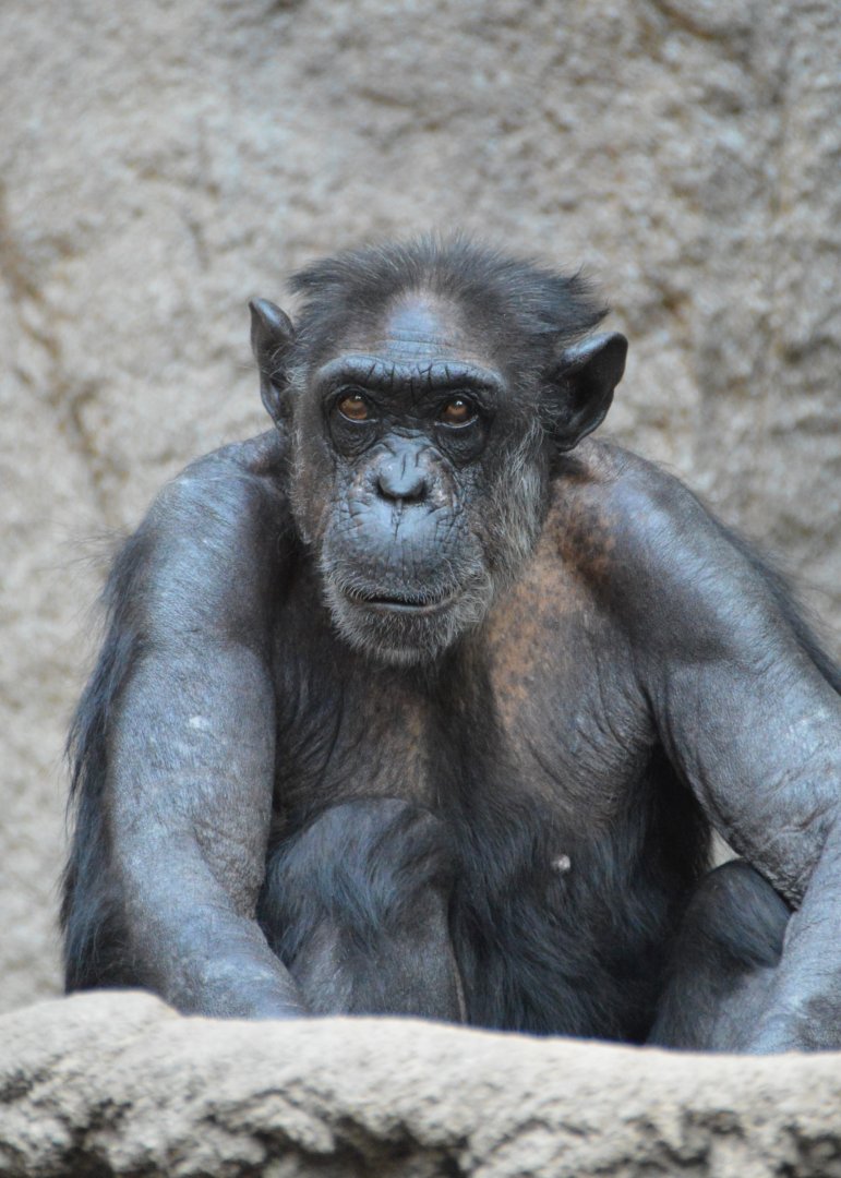 Chimpanzee Frederike