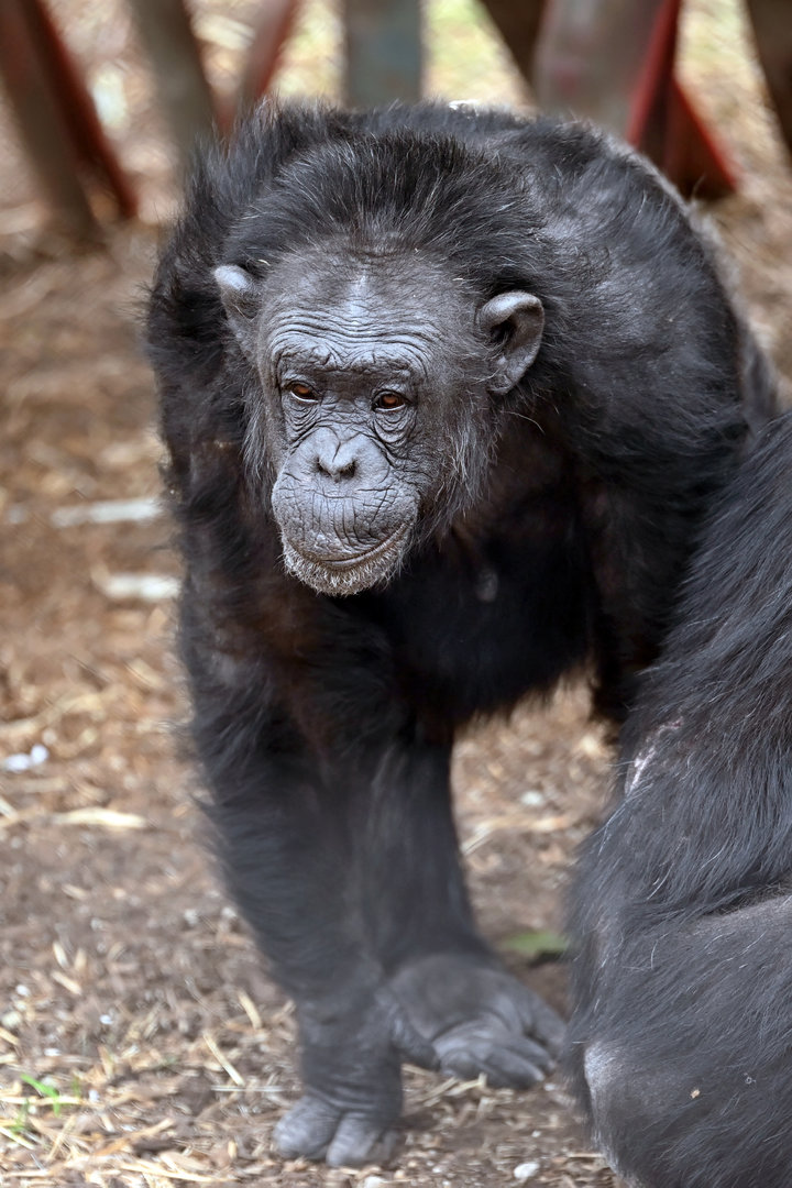 Chimpanzee 'Galatea'