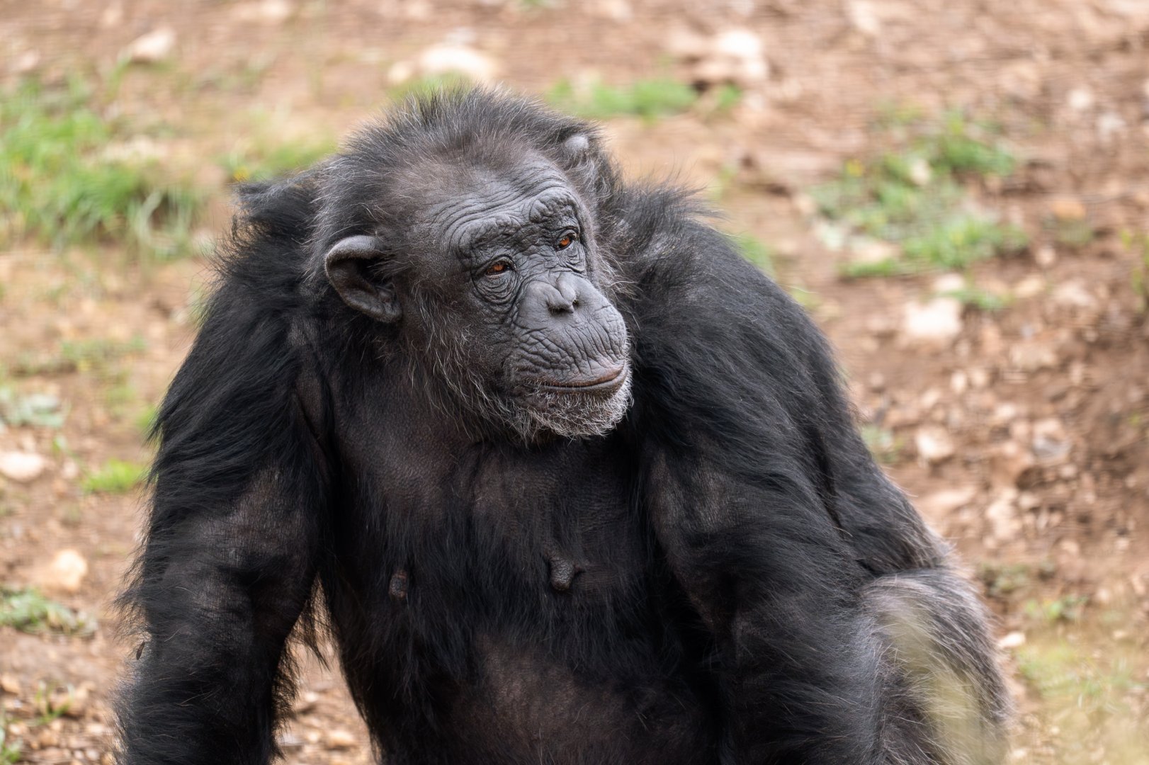 Chimpanzee 'Galatea'