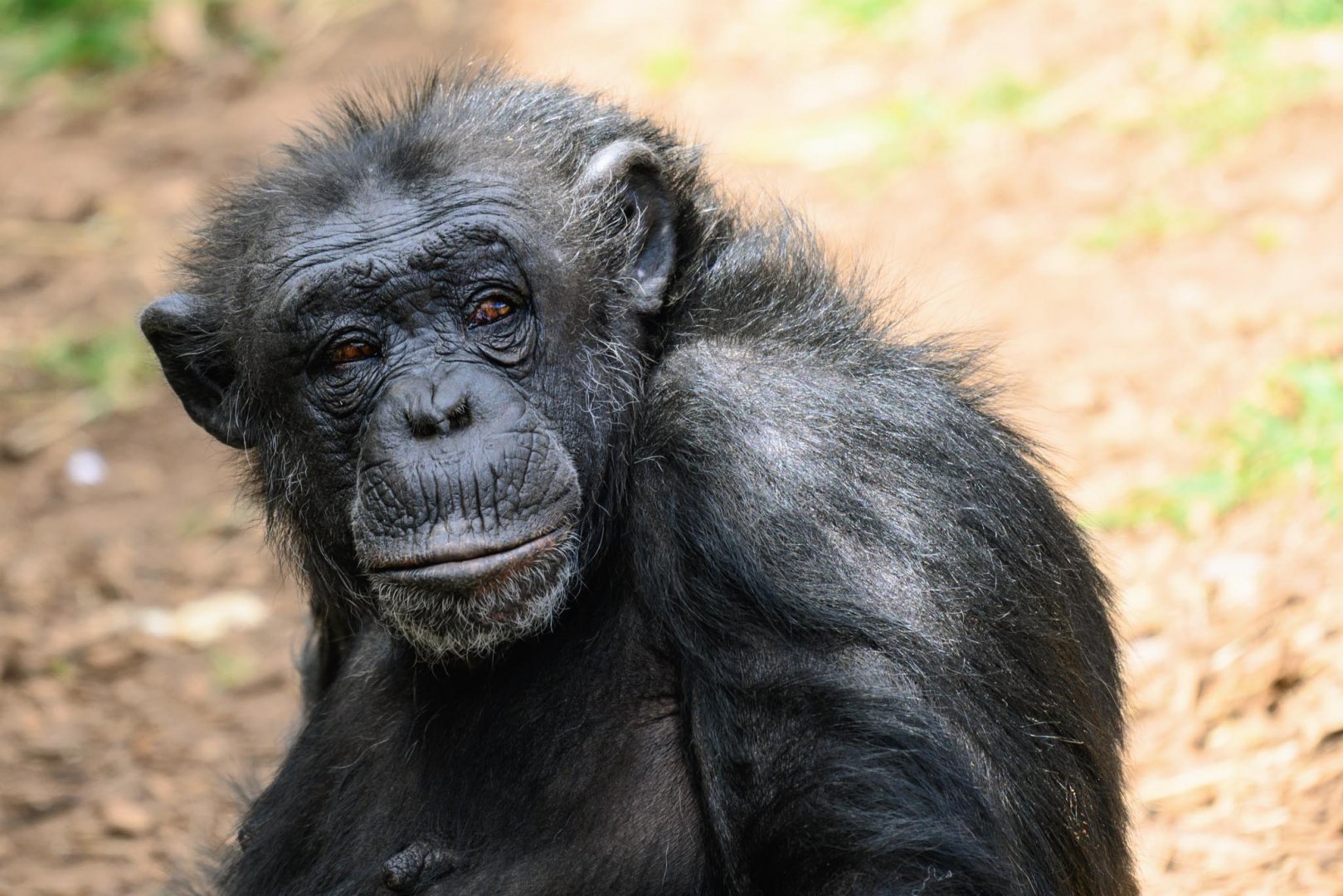 Chimpanzee 'Galatea'