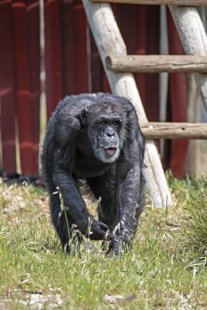 Chimpanzee 'Gombe'