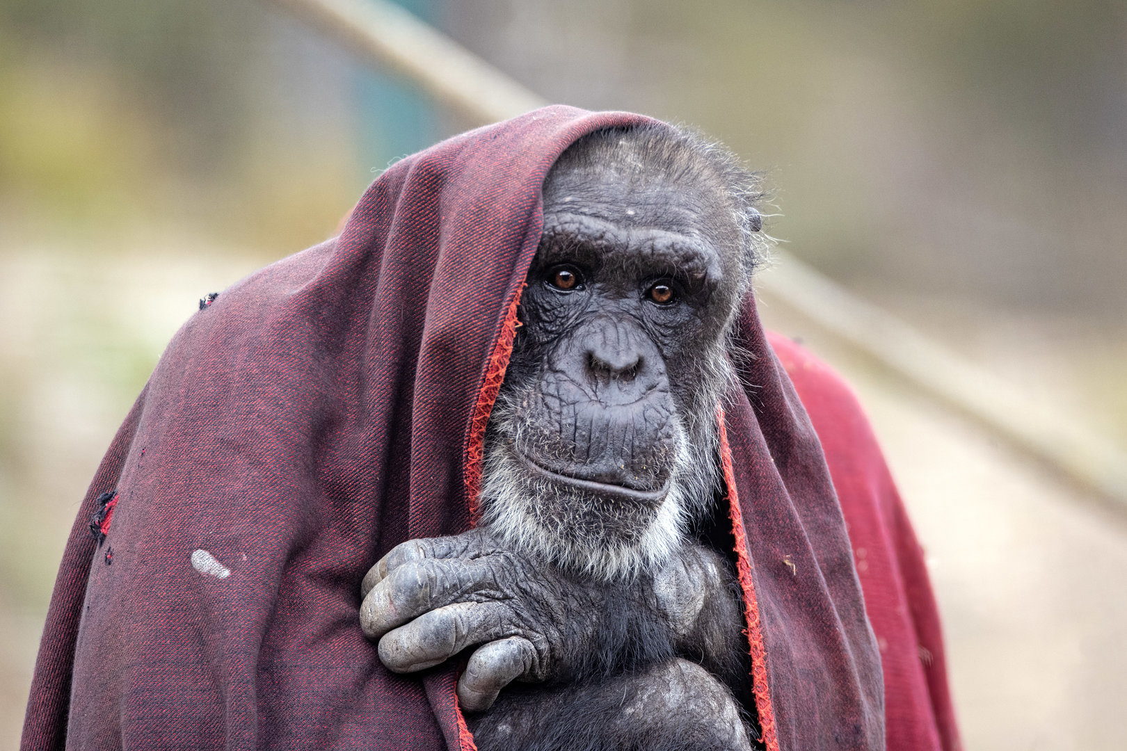 Chimpanzee 'Gombe'