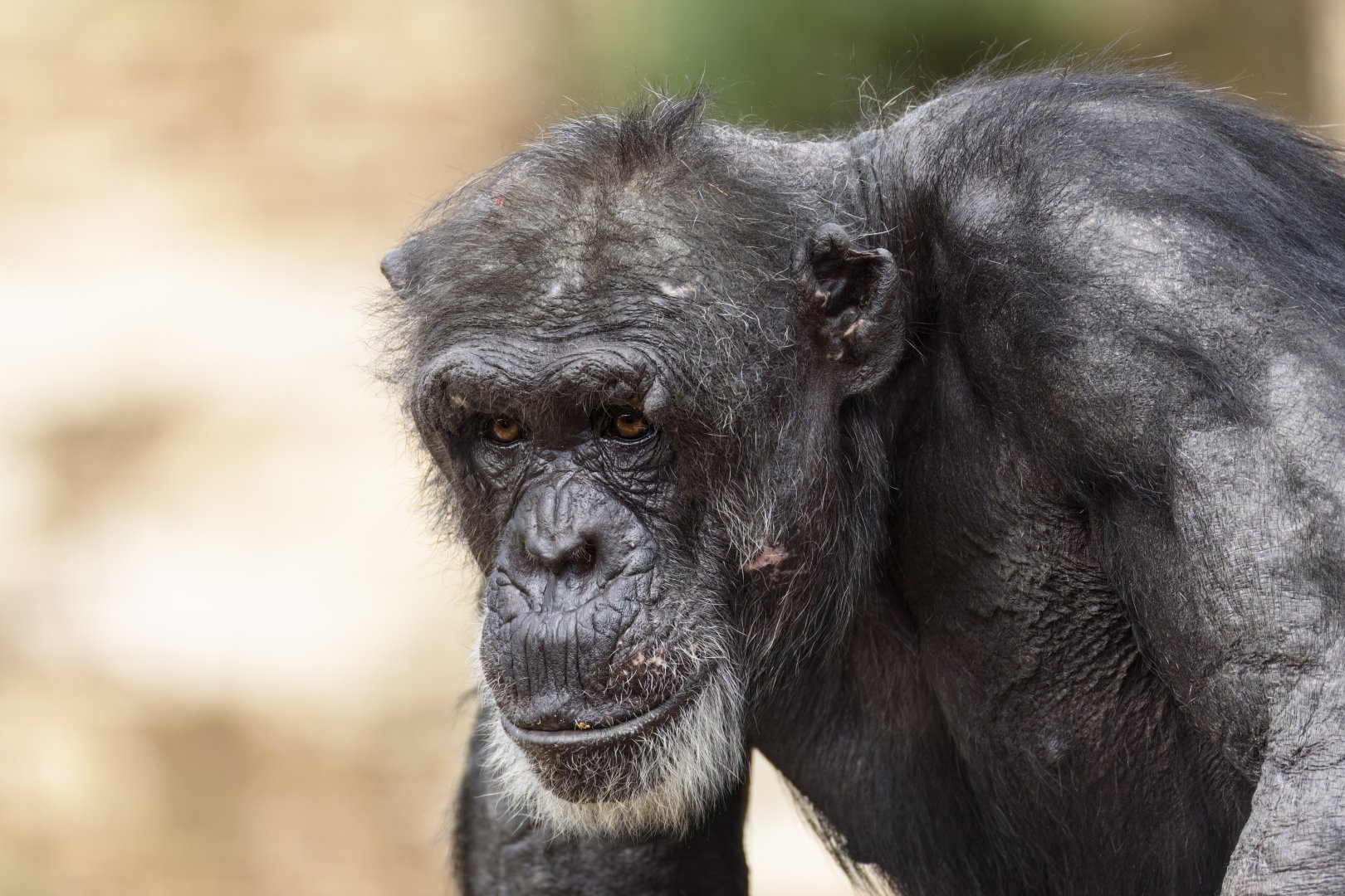Chimpanzee 'Gombe'