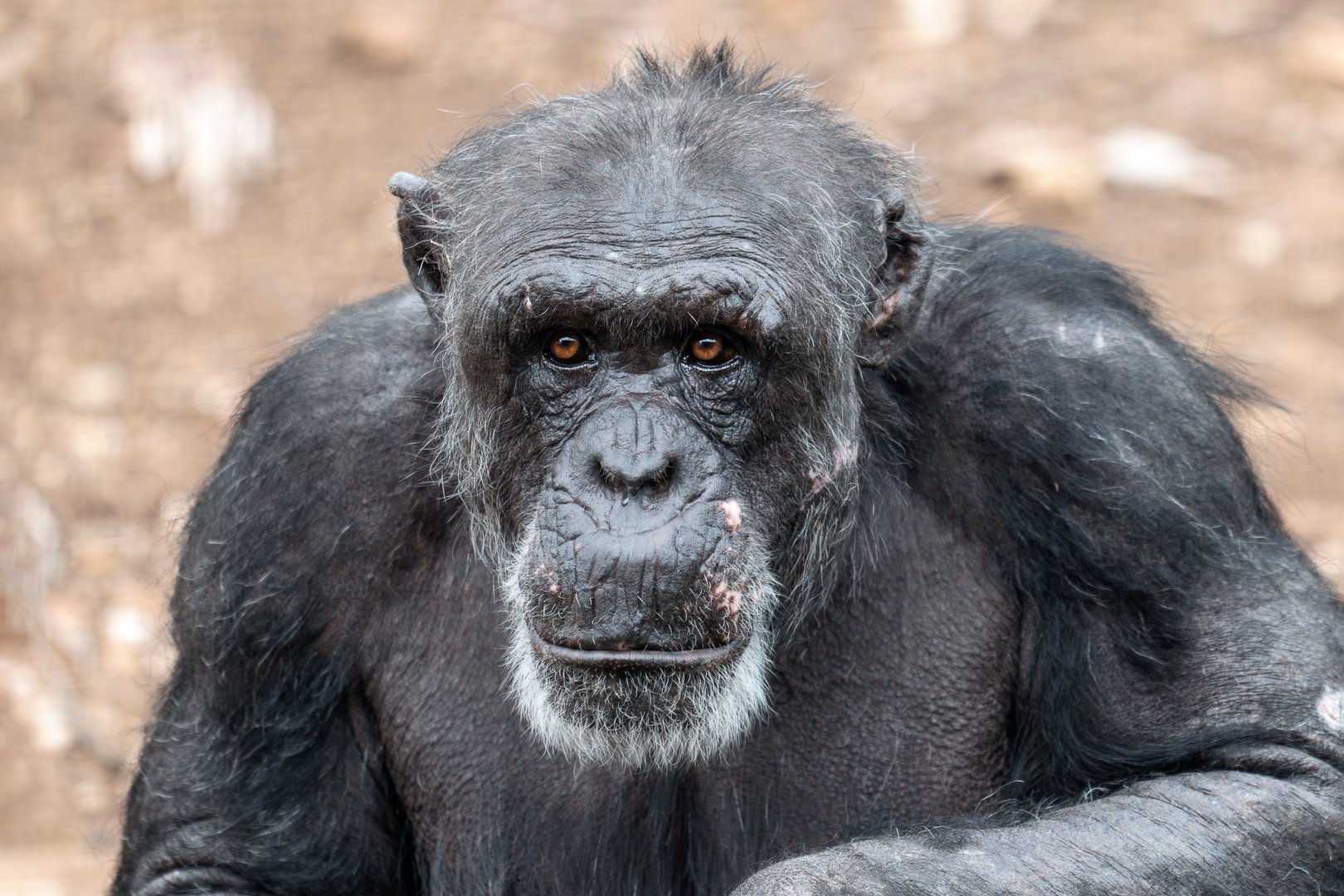 Chimpanzee 'Gombe'