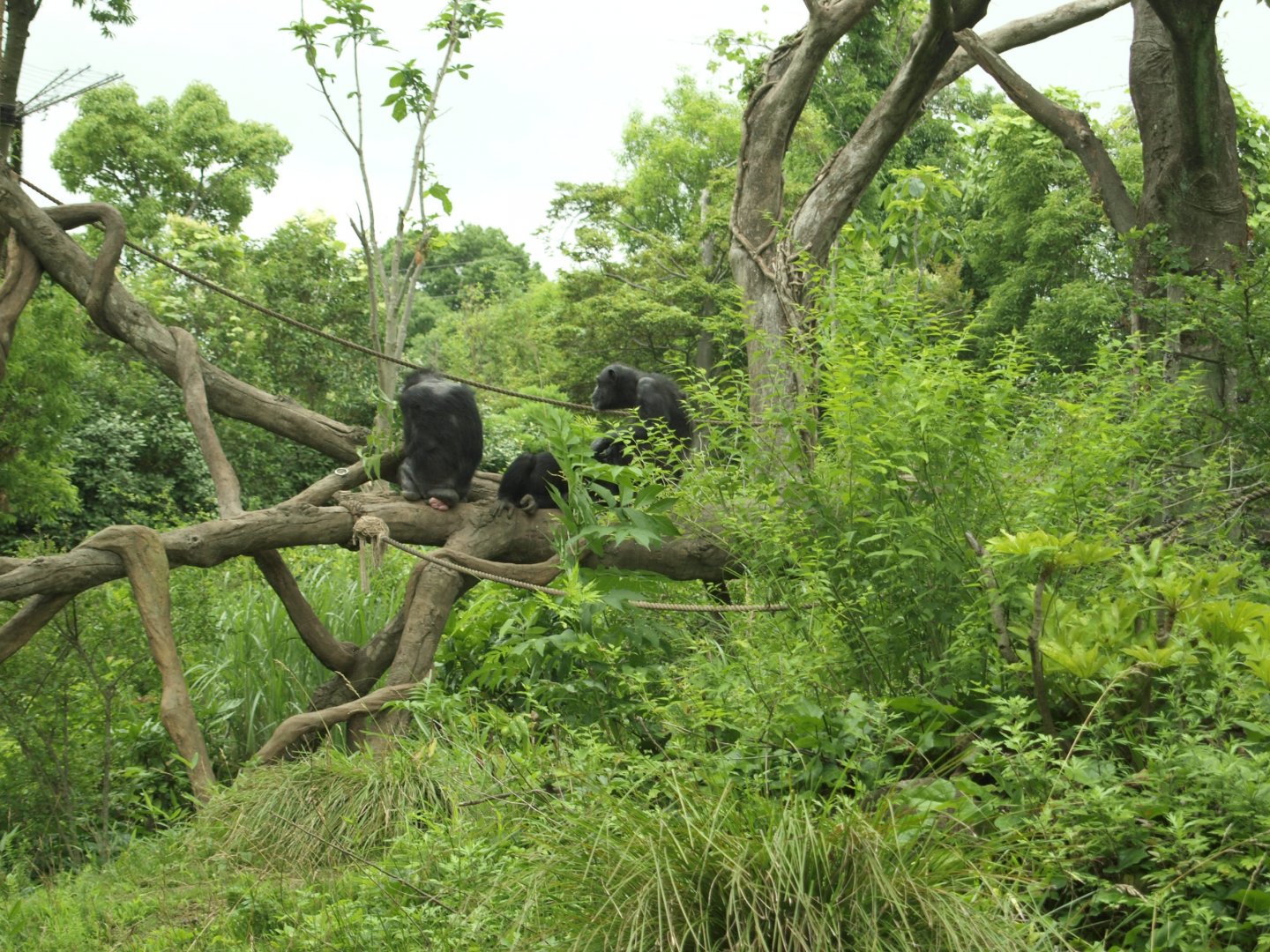 Chimpanzee group