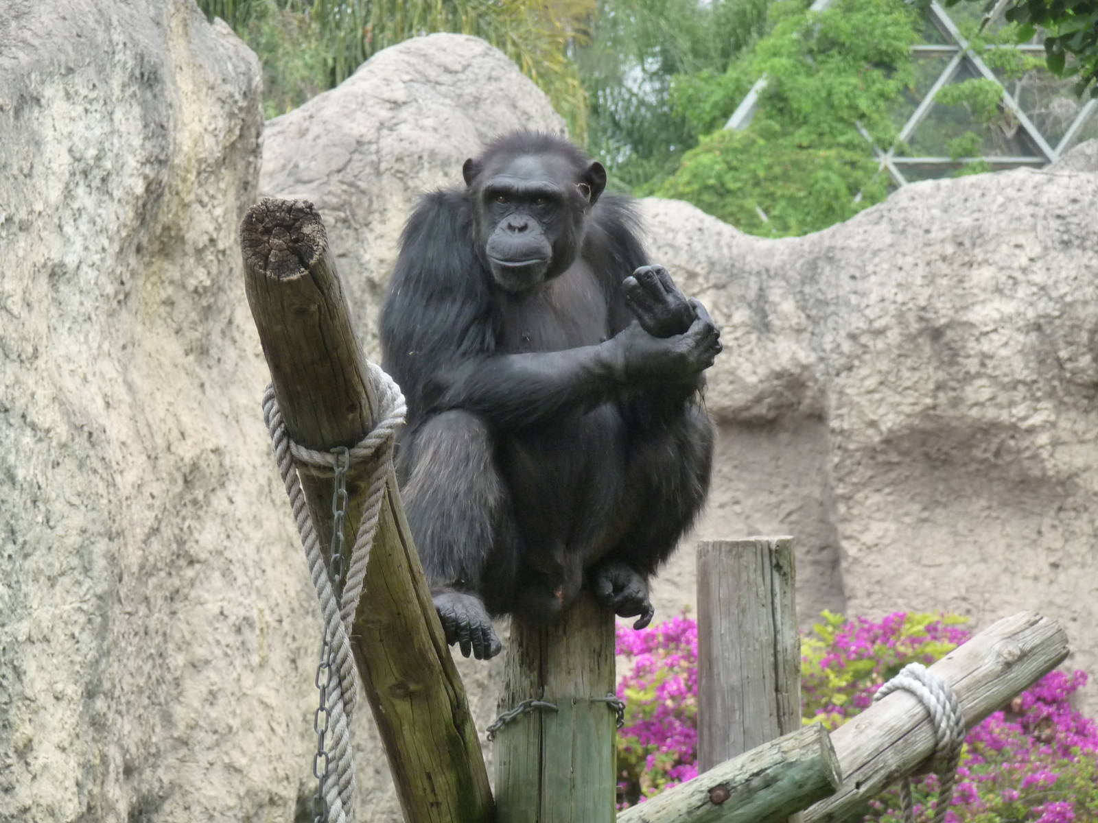 chimpanzee GUADALAJARA ZOO
