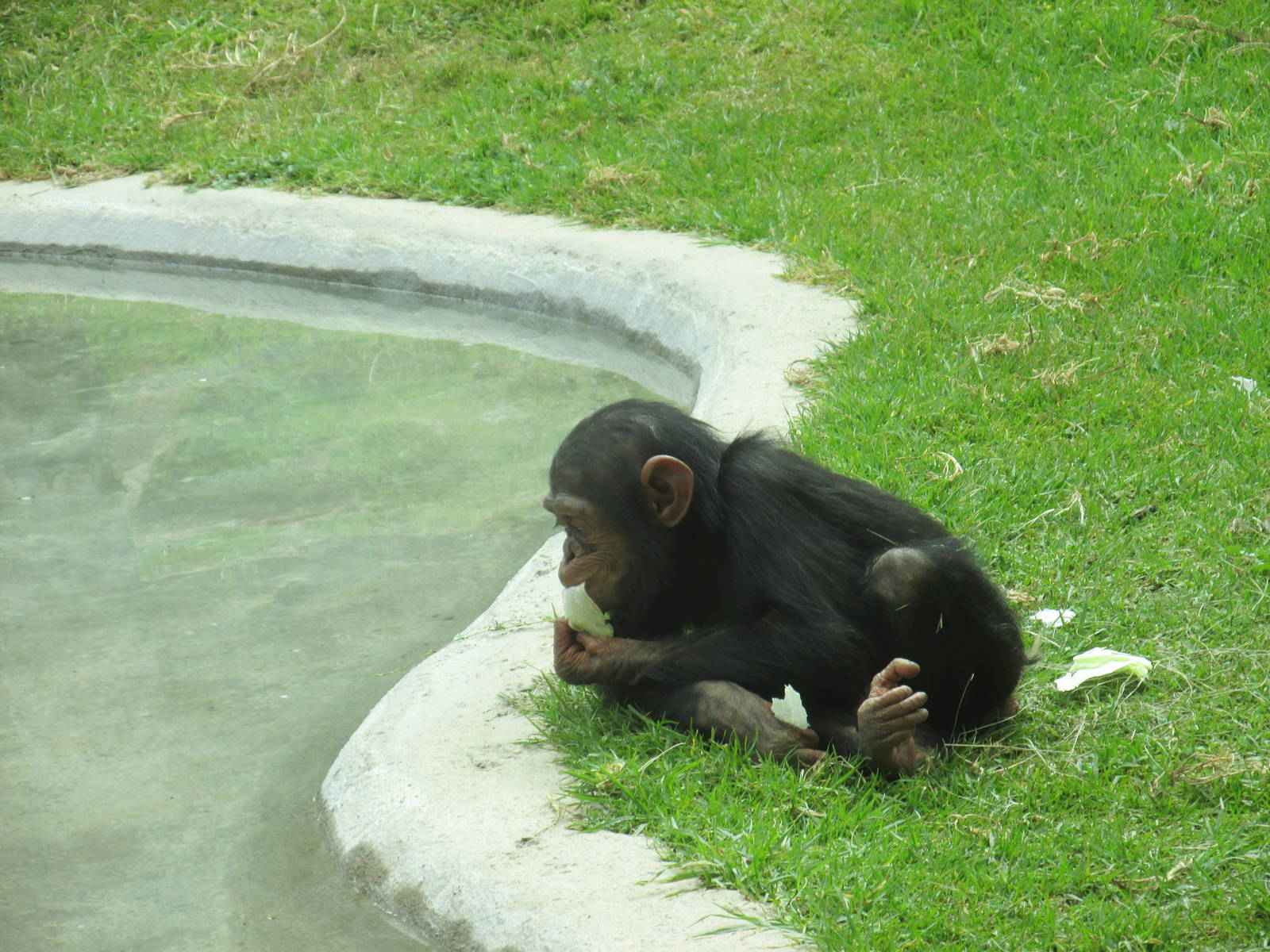 chimpanzee guadalajara zoo