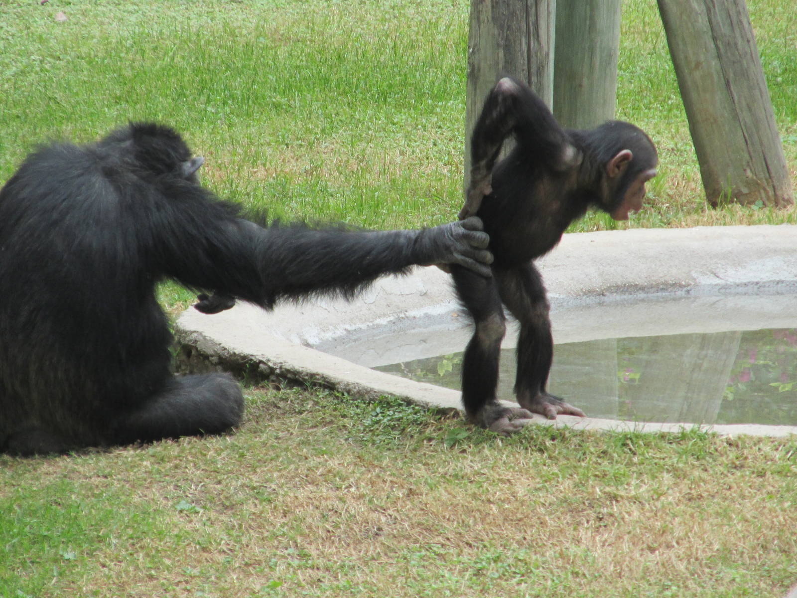 chimpanzee  guadalajara zoo