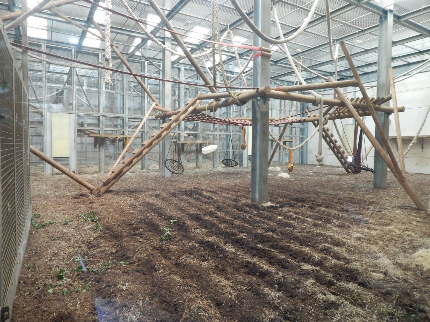 Chimpanzee habitat 030964