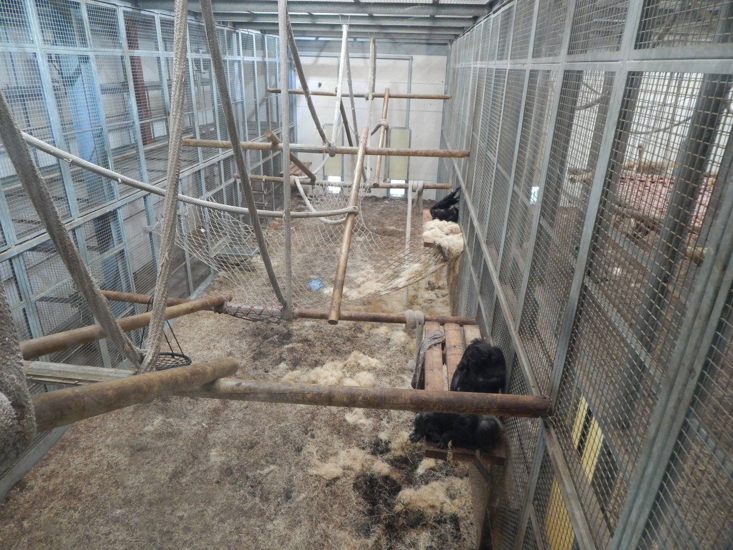 Chimpanzee habitat 030964