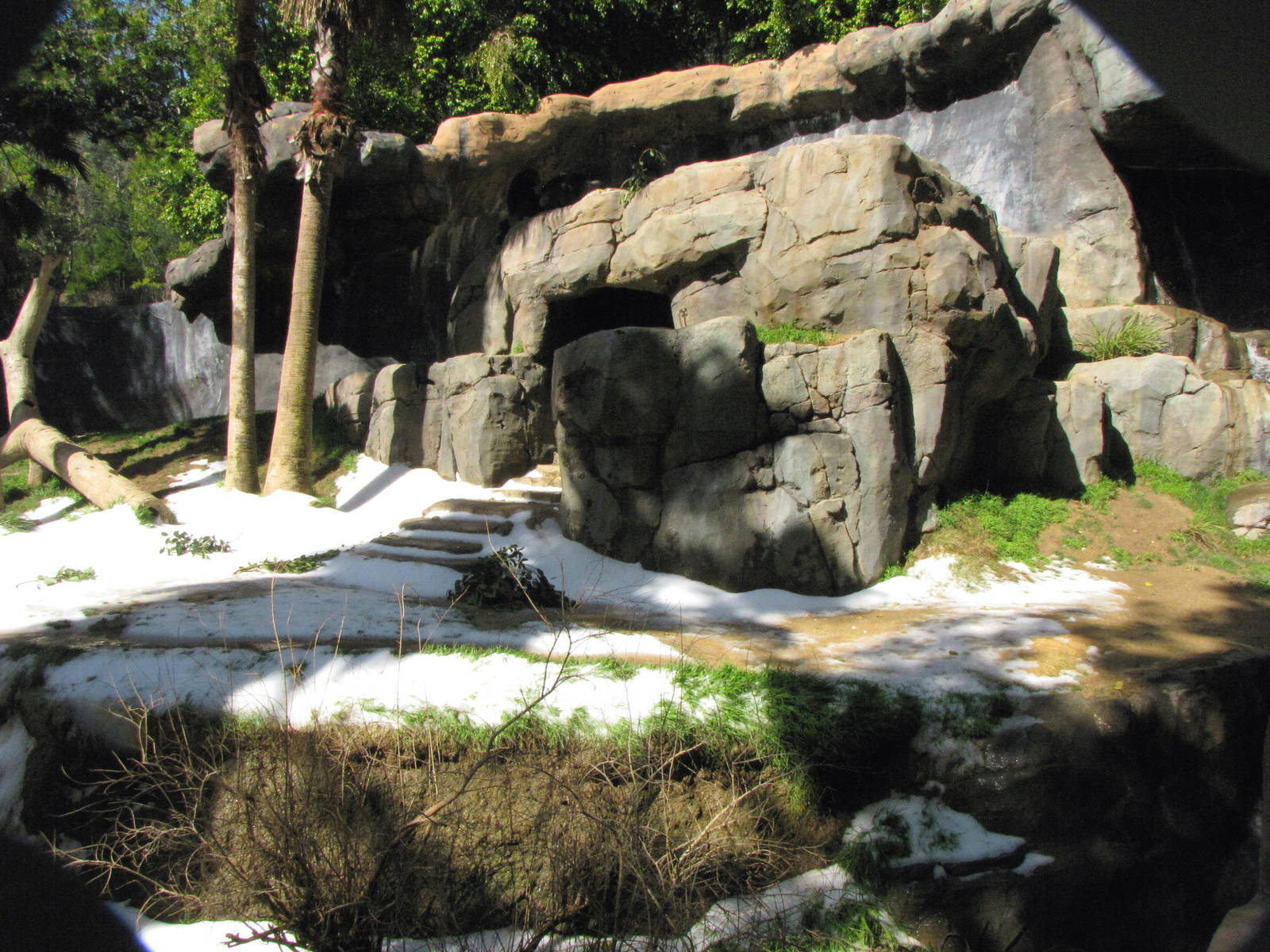 Chimpanzee Habitat: Snow Day 2