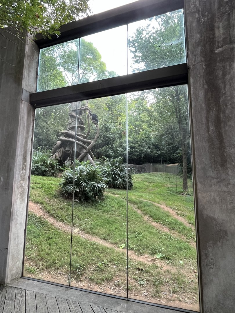 Chimpanzee Habitat Uphill View