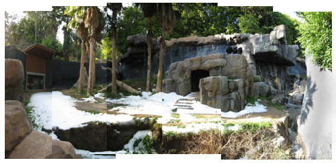 chimpanzee habitat with snow