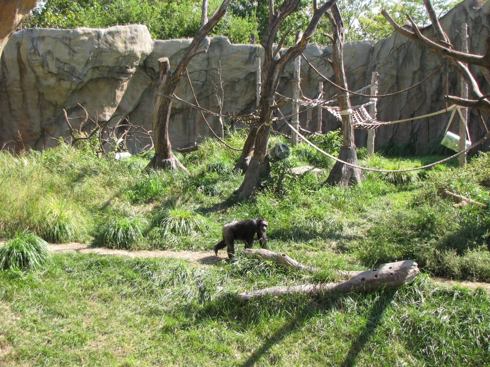 Chimpanzee Habitat